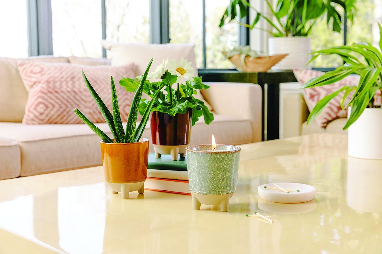 Wildflower Fields Ceramic Candle and Daisy Grow Kit