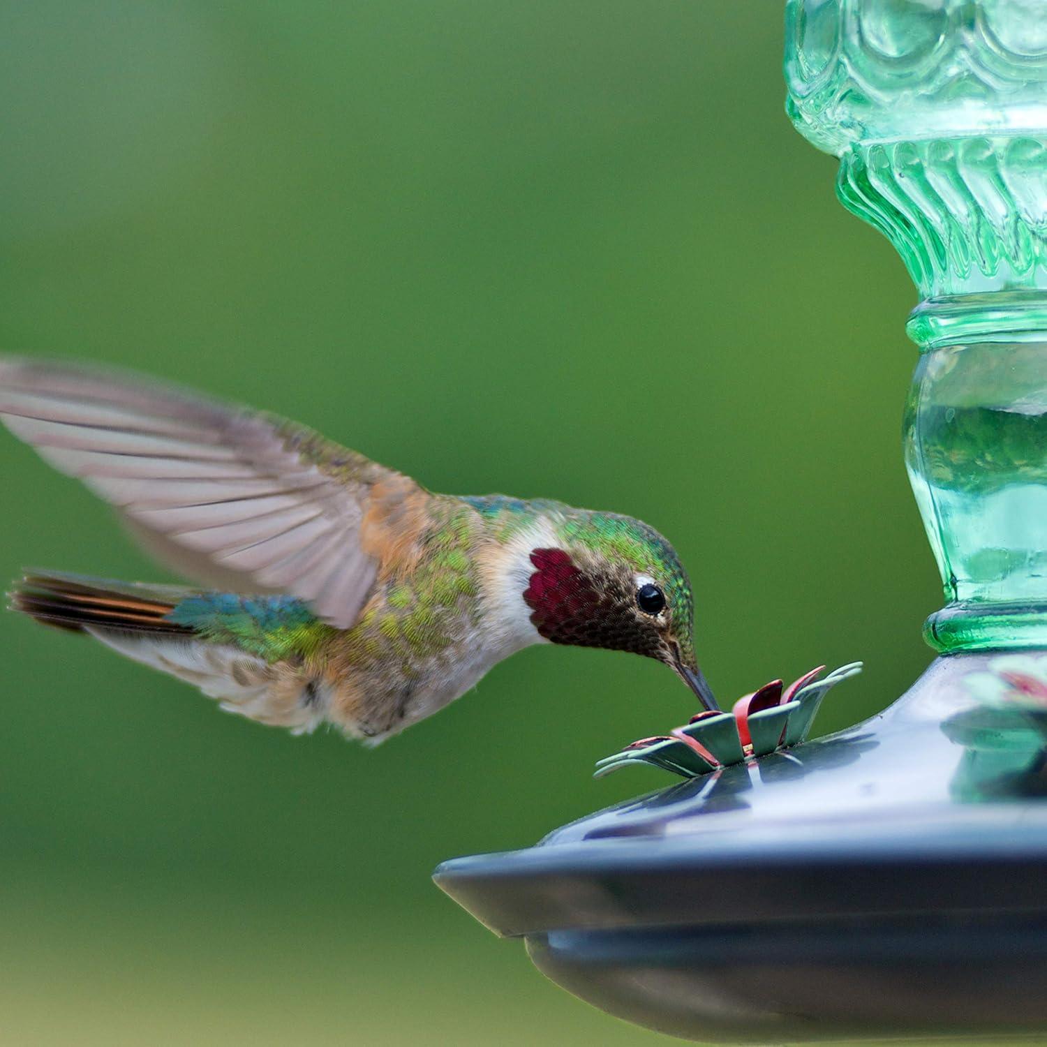 Woodstream Glass Hanging Soda Bottle Feeder