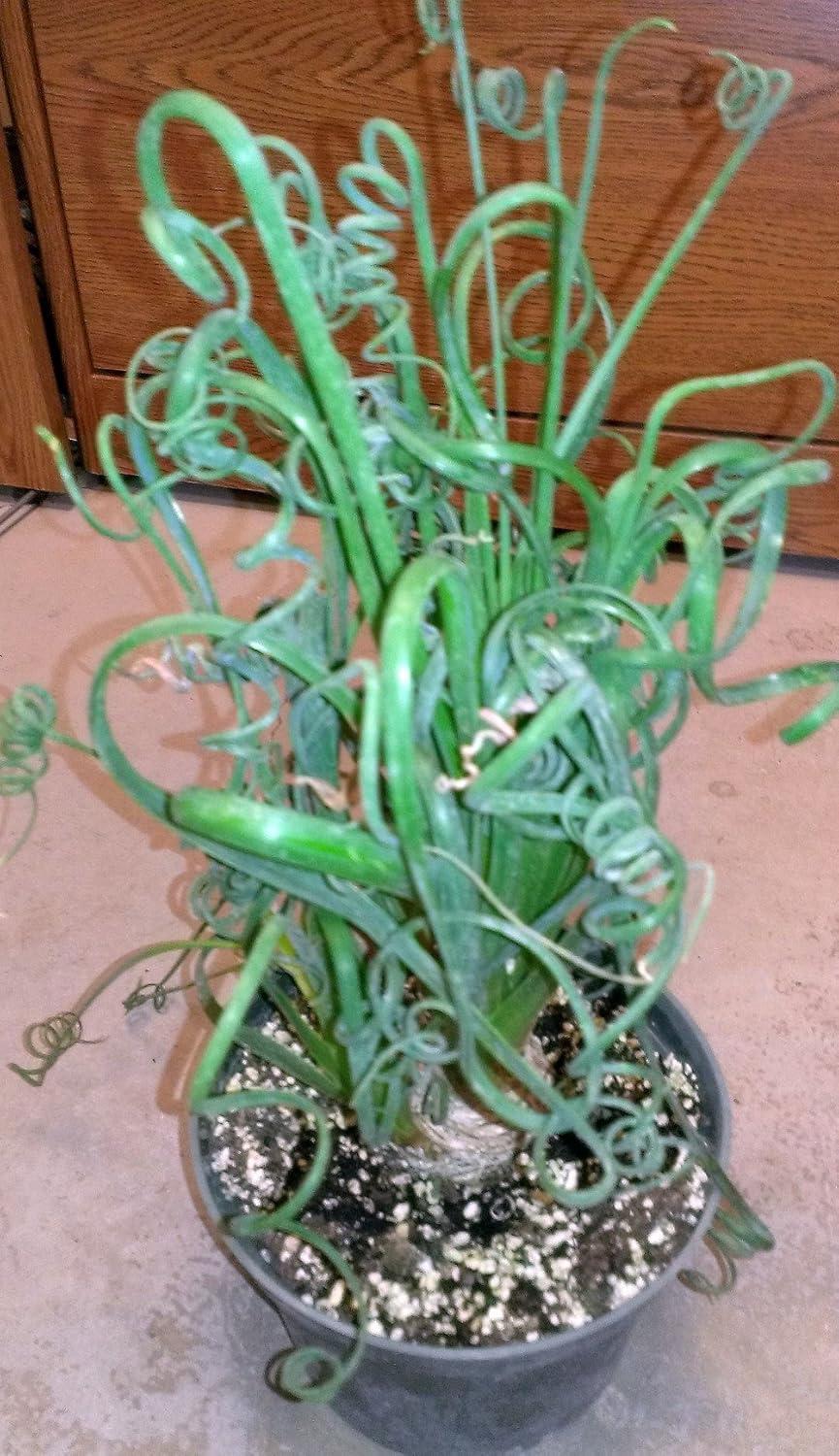 Rare Albuca Spiralis Frizzle Sizzle Succulent Bulbs