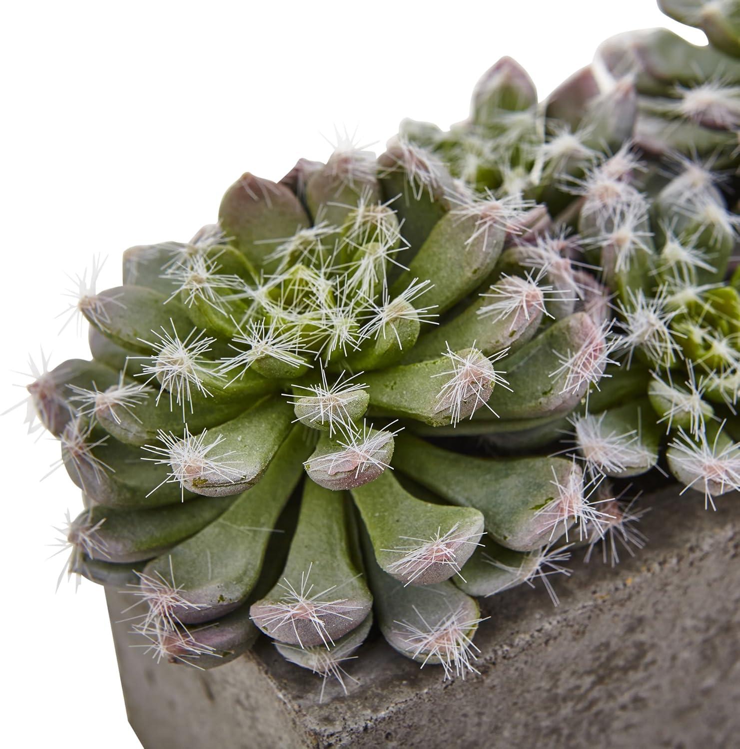 Succulent Garden With Textured Concrete Planter