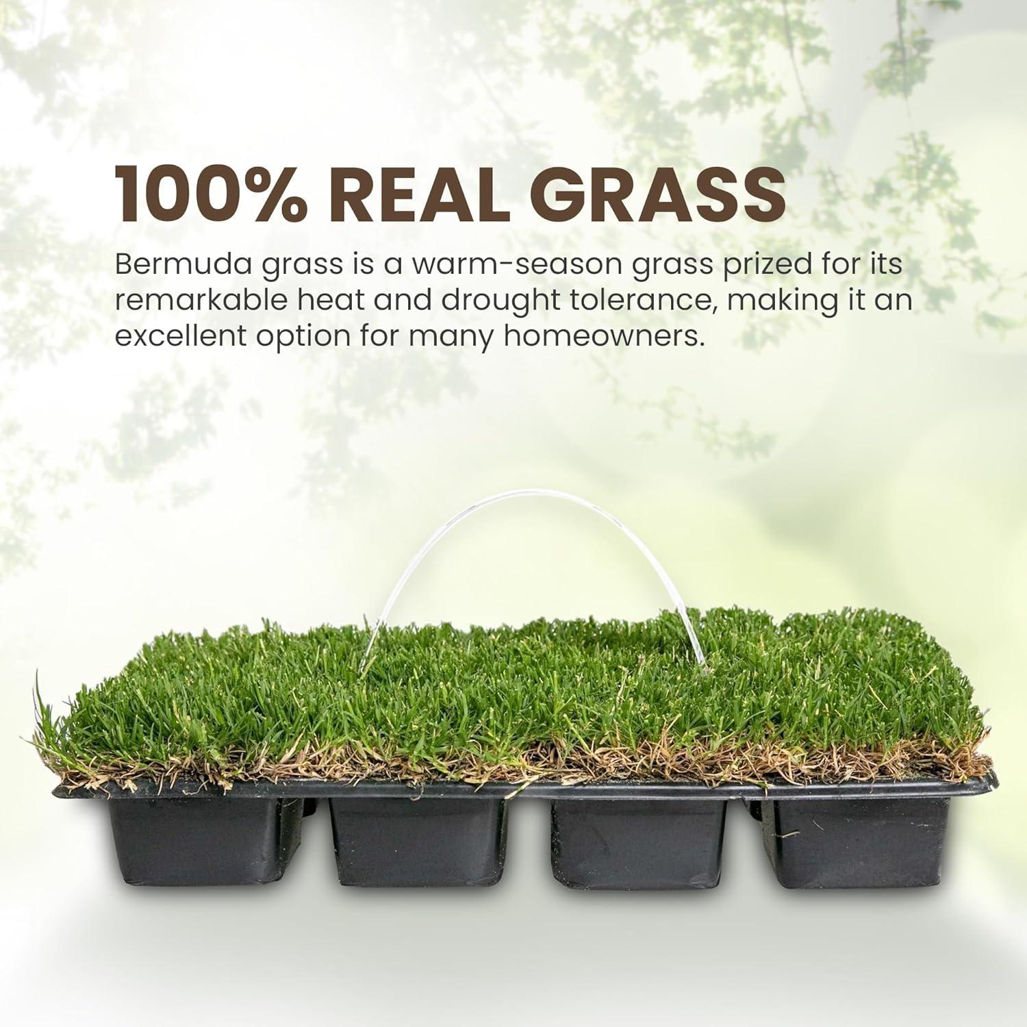 SodPods® Bermuda Grass Plugs (32-Count) Heat & Drought Tolerant Grass, Fast-Spreading, Durable Lawn Repair with Fully Developed Natural Roots – Cannot Ship to CA or AZ