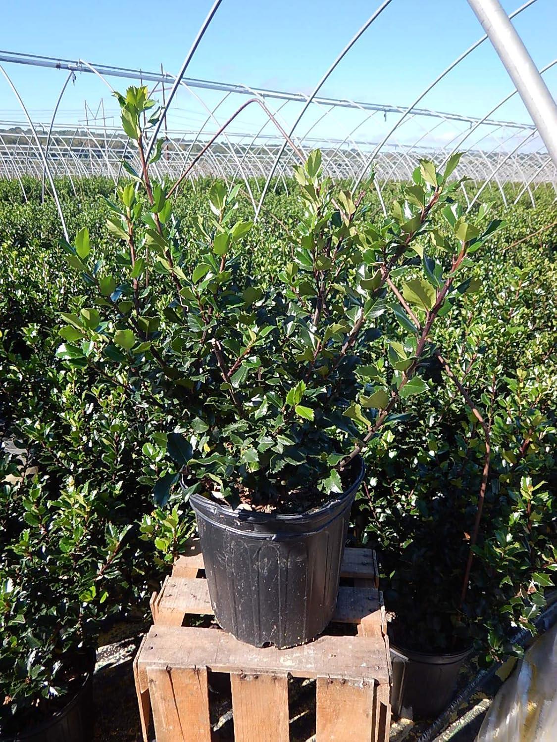Ilex X meserveae 'Blue Prince' (Blue Holly) Evergreen, #3 - Size Container