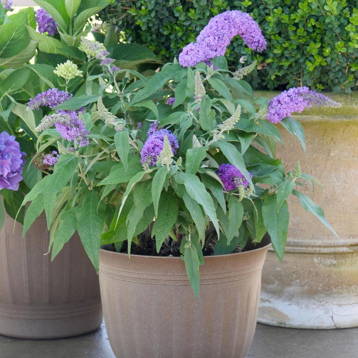 Proven Winner Pugster Amethyst 2 Gal. Buddleia, Purple Blooms
