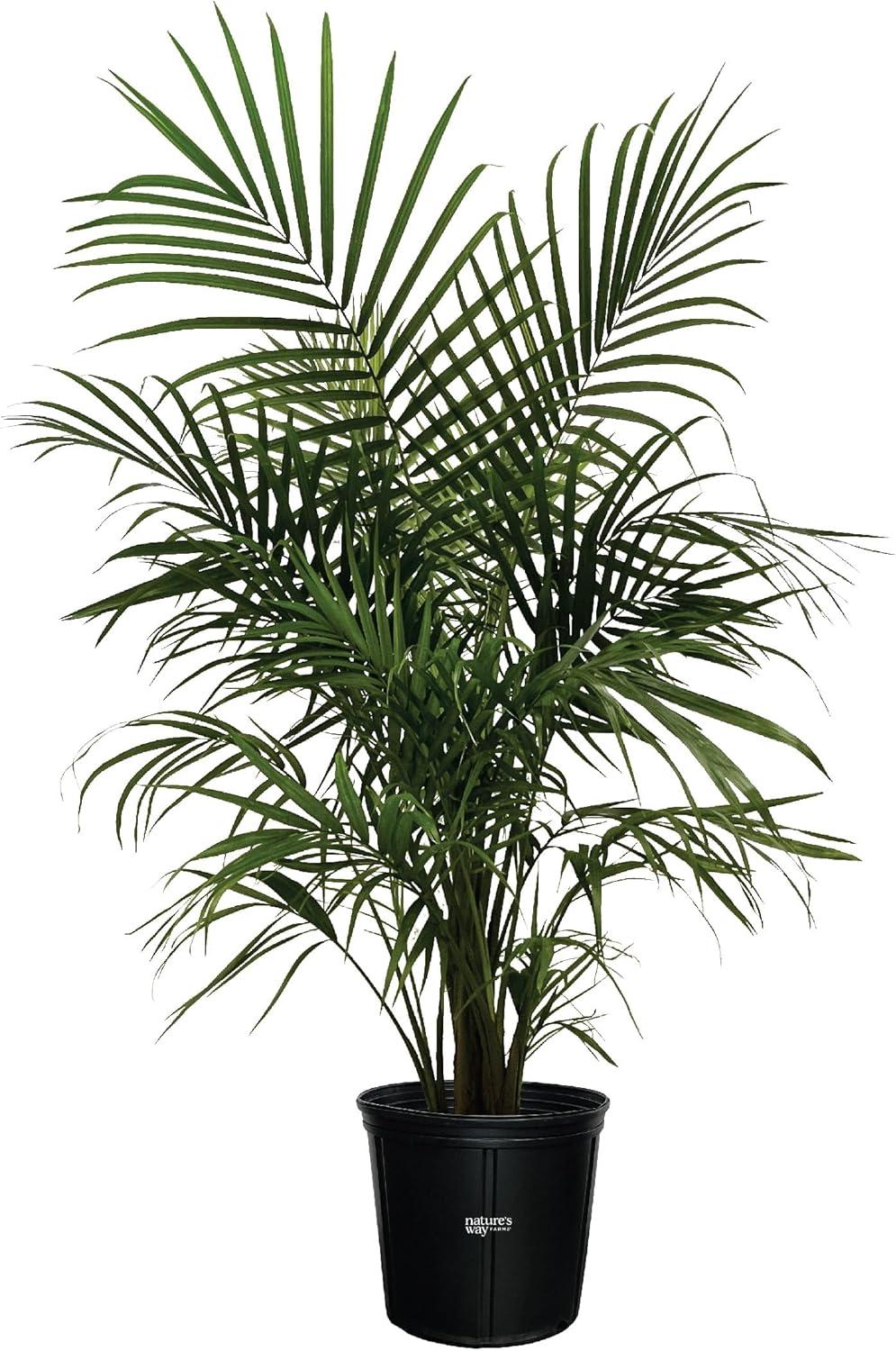 Majesty Palm Live Plant in Black Growers Pot