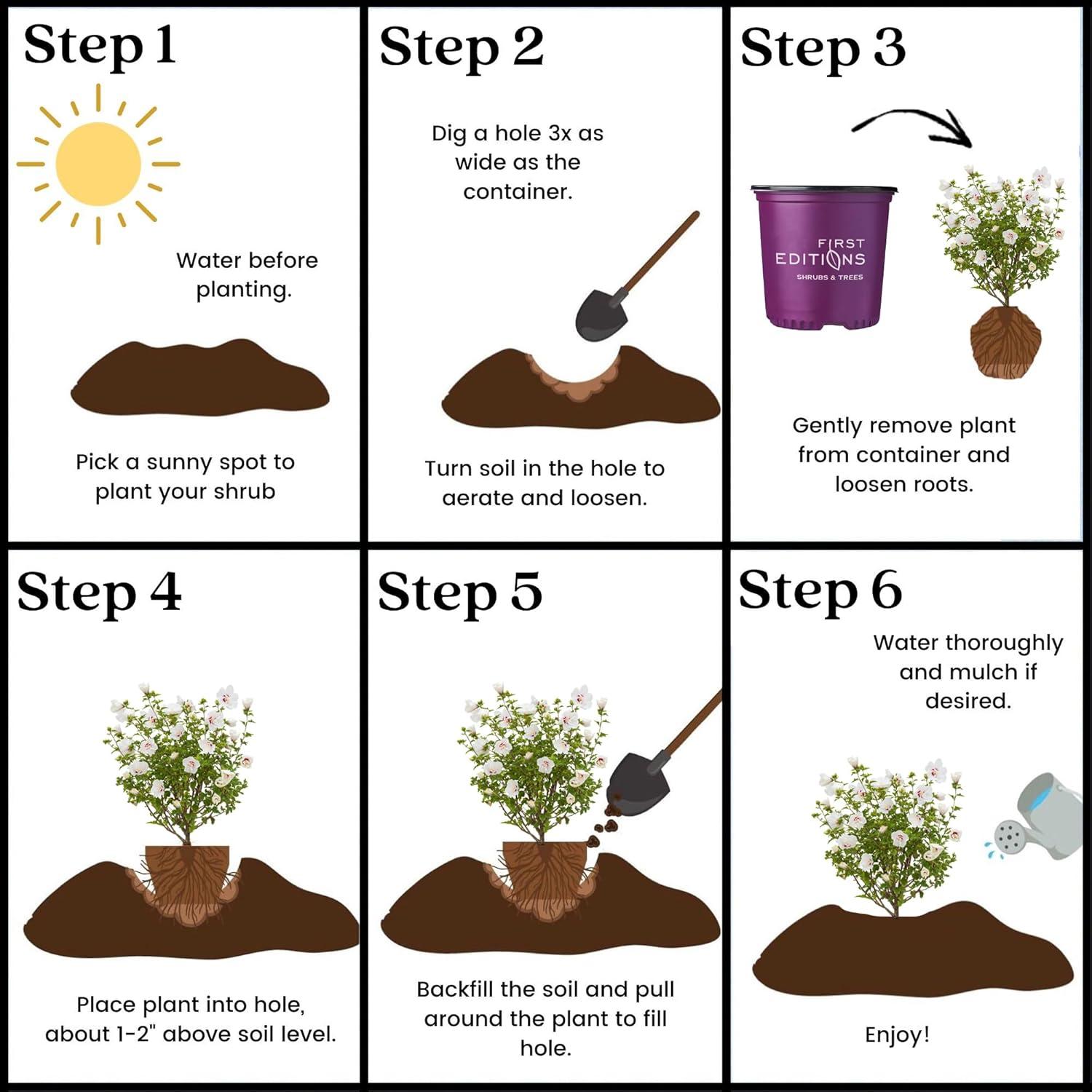 First Editions Hibiscus Bali Live Shrub in 2-Gallon Grower Pot