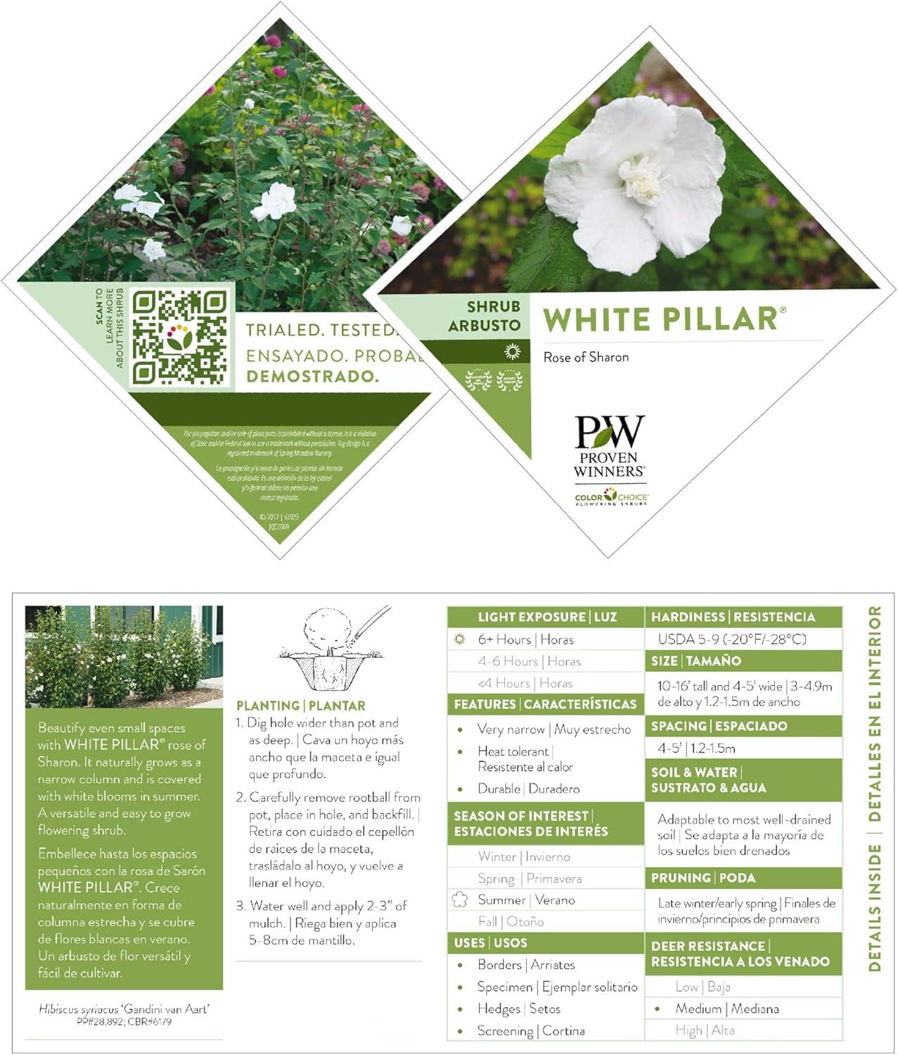 2 Gallon White Pillar Rose of Sharon Hibiscus Shrub