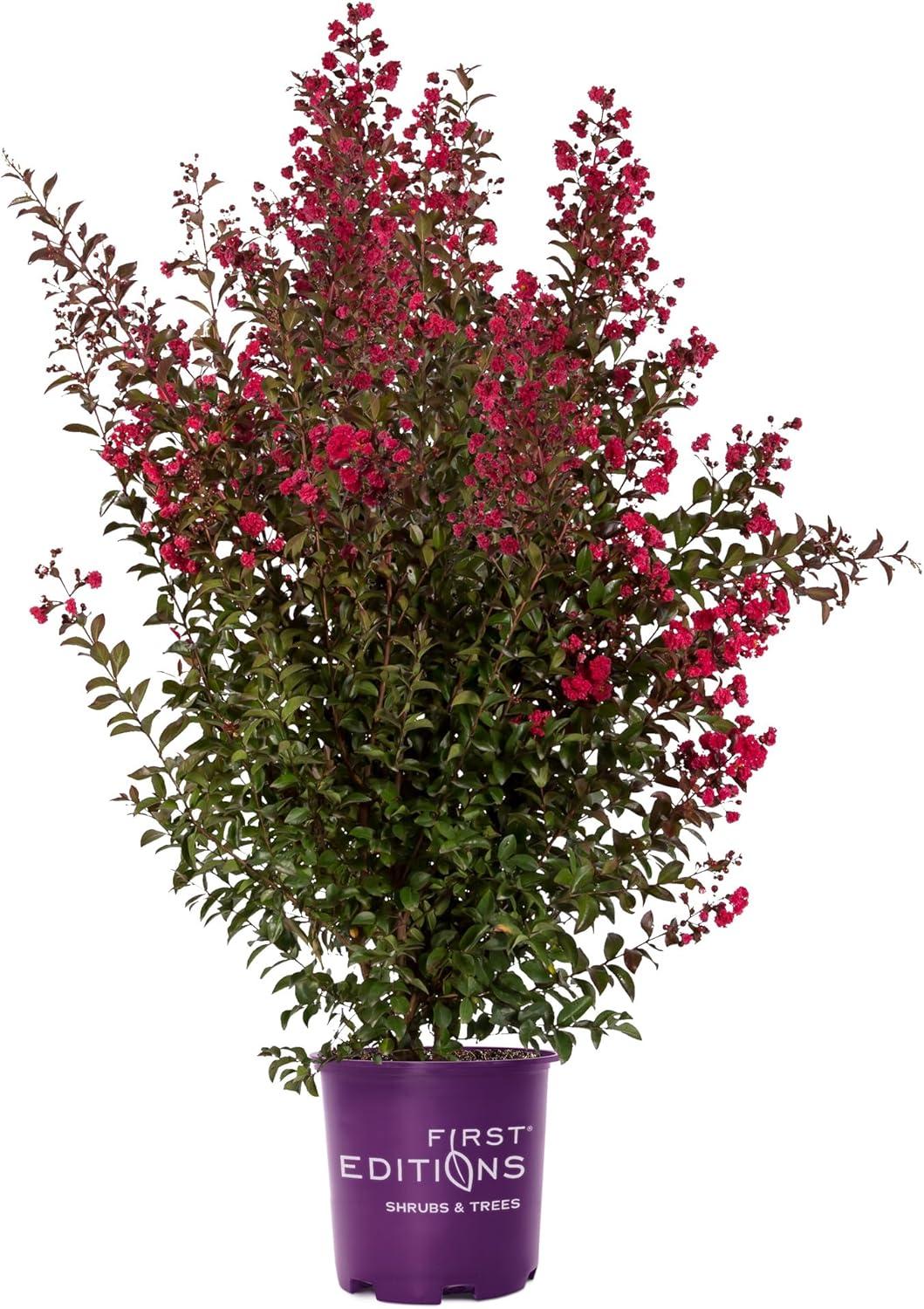 First Editions Crape Myrtle, Ruffled Red Magic (2 Gallon)