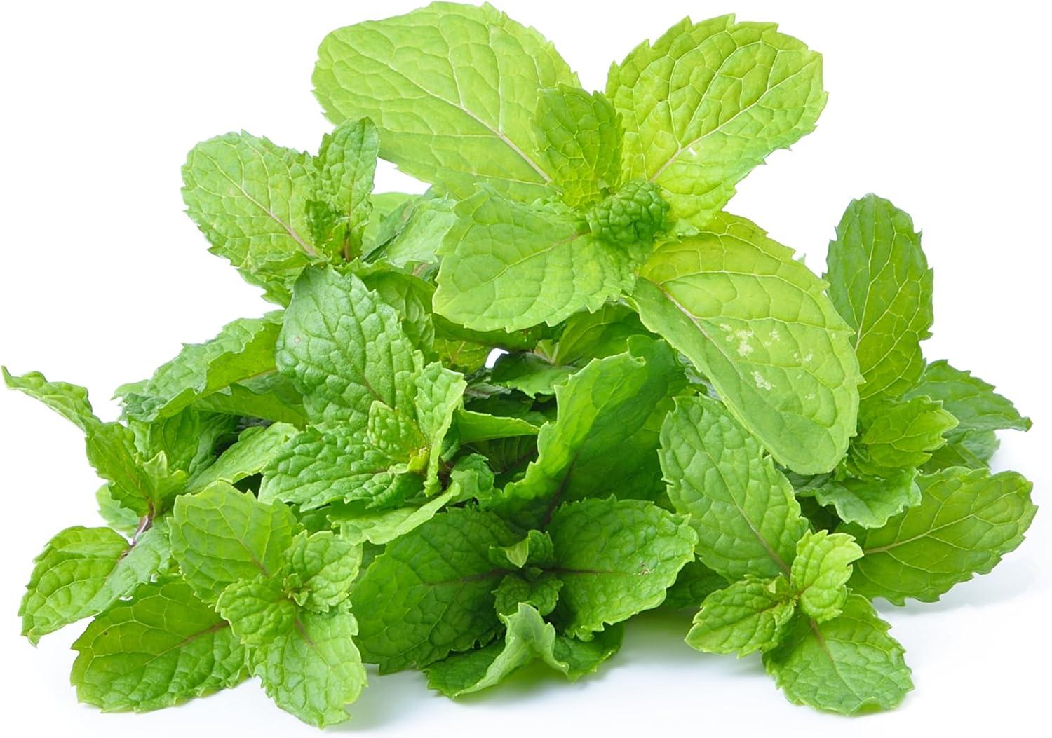 Fresh Mint (Pudina) Leaves - 1.5-2oz - Rani Brand Authentic Indian Products