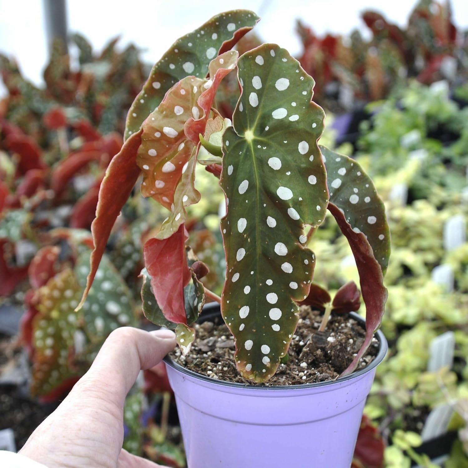 Begonia Maculata, Polka Dot Begonia - Pot Size: 3.5" - Colorful Foliage, Plants