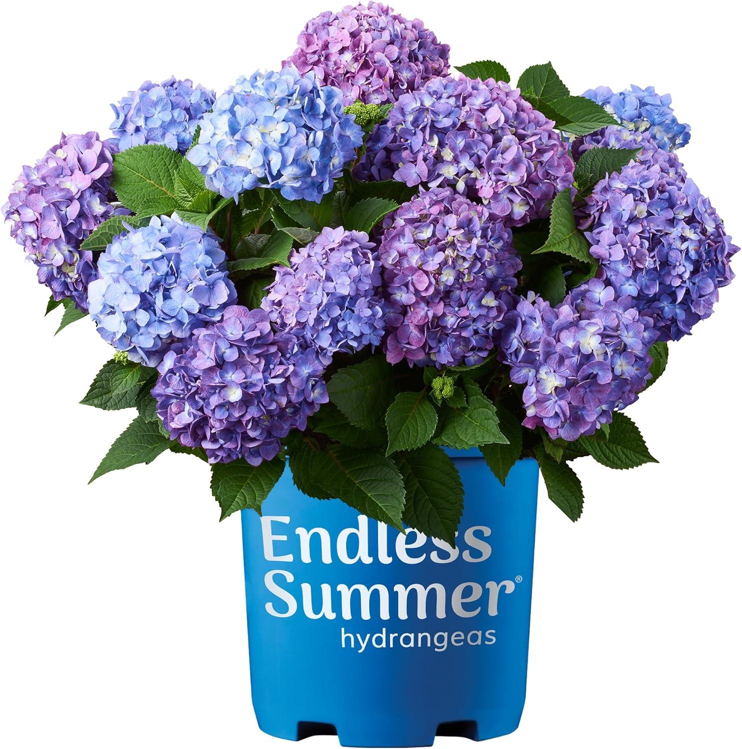 Endless Summer Bloomstruck 2 Gallon Pink and Purple Hydrangea