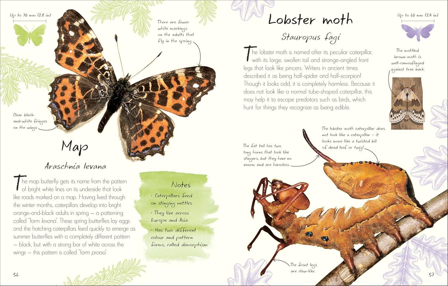 An Anthology of Butterflies and Moths - (DK Little Anthologies) by  DK (Hardcover)