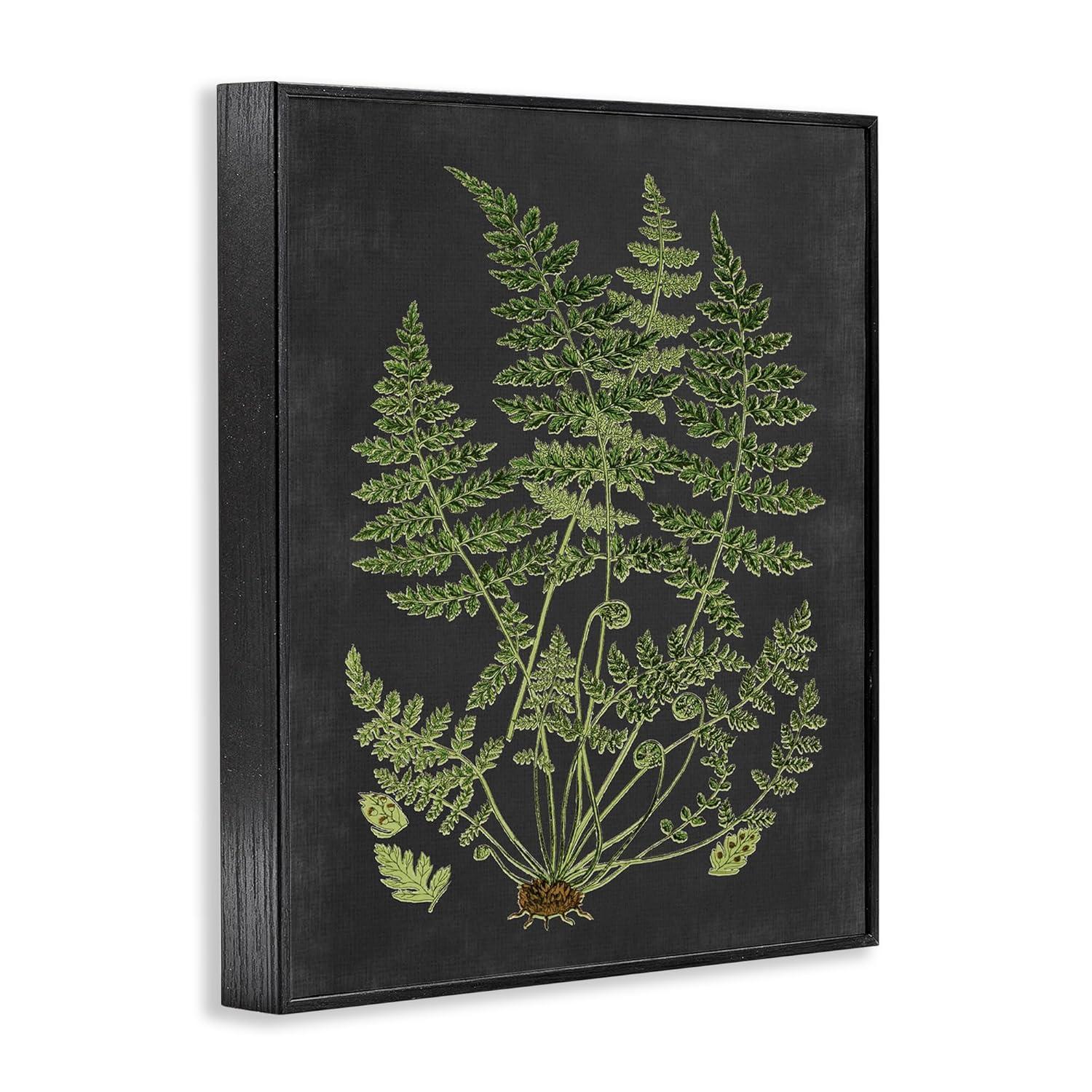 Stupell Industries Botanical Drawing Green Black Design Framed Wall Art by Lettered and Lined