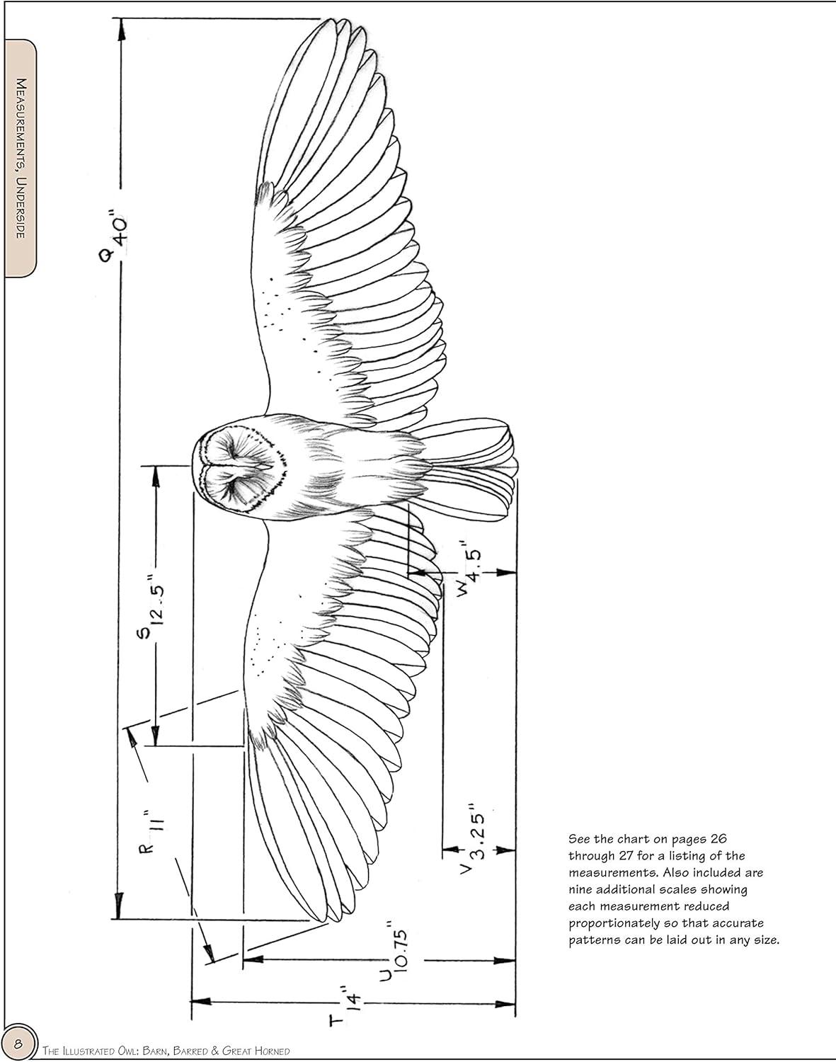 Illustrated Owl Reference Guide for Bird Lovers and Artists