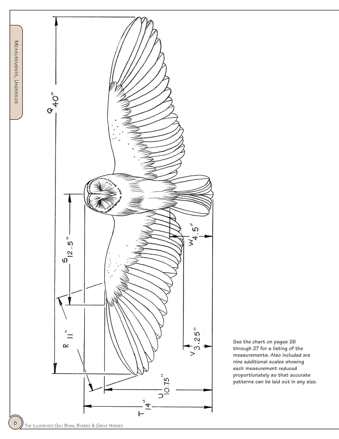 Illustrated Owl Reference Guide for Bird Lovers and Artists
