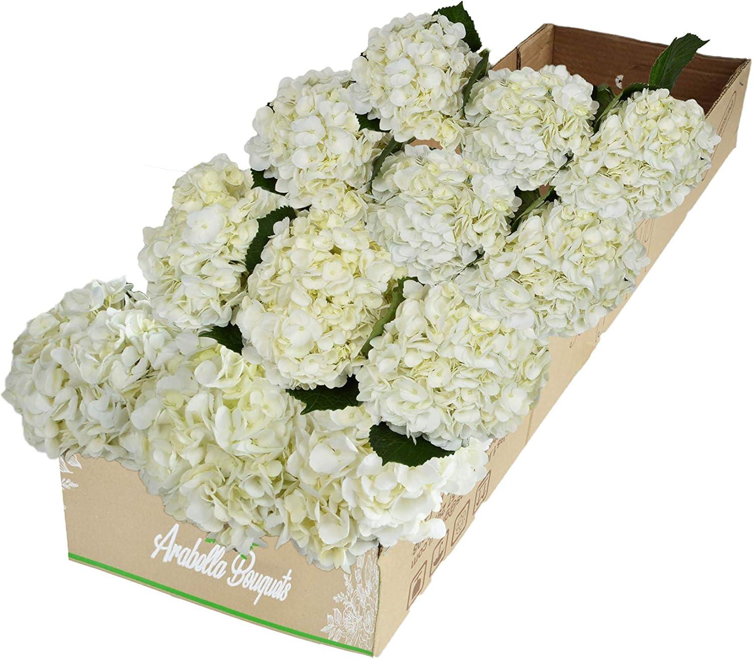 Arabella Bouquets Farm Direct Fresh Cut 12 White Hydrangea (Fresh-Cut Flowers, White)