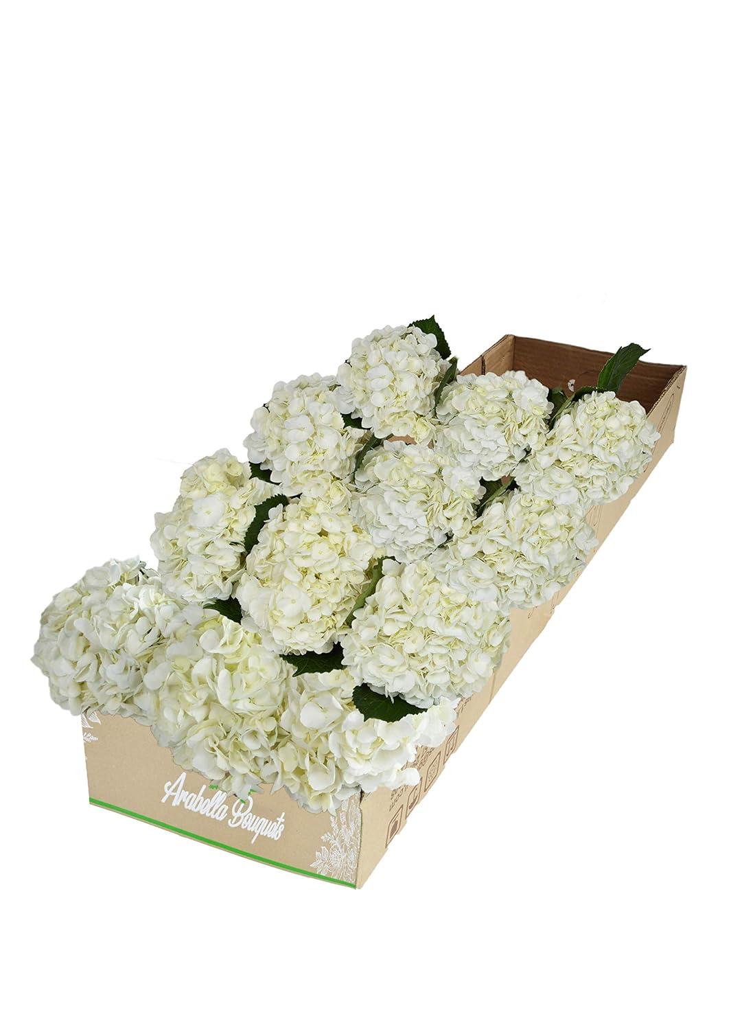 Arabella Bouquets Farm Direct Fresh Cut 12 White Hydrangea (Fresh-Cut Flowers, White)