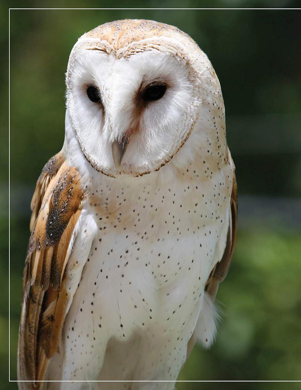 Illustrated Owl Reference Guide for Bird Lovers and Artists