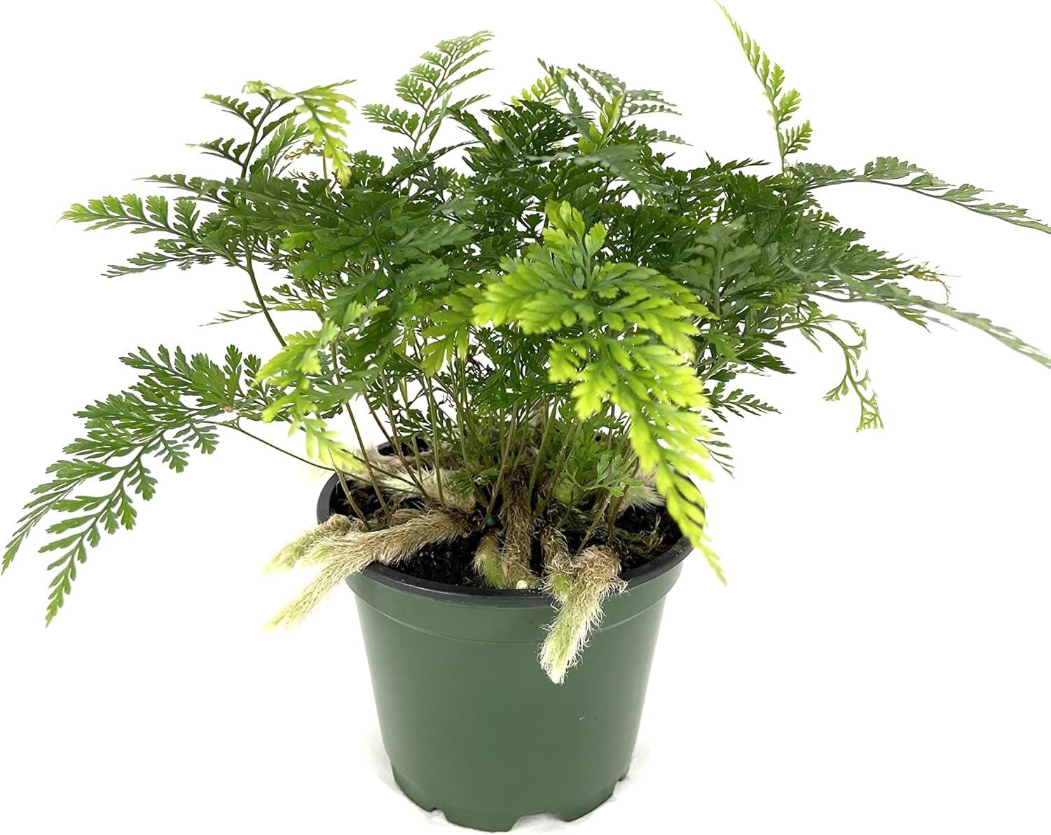 Rabbit's Foot Fern in 4-Inch Green Pot