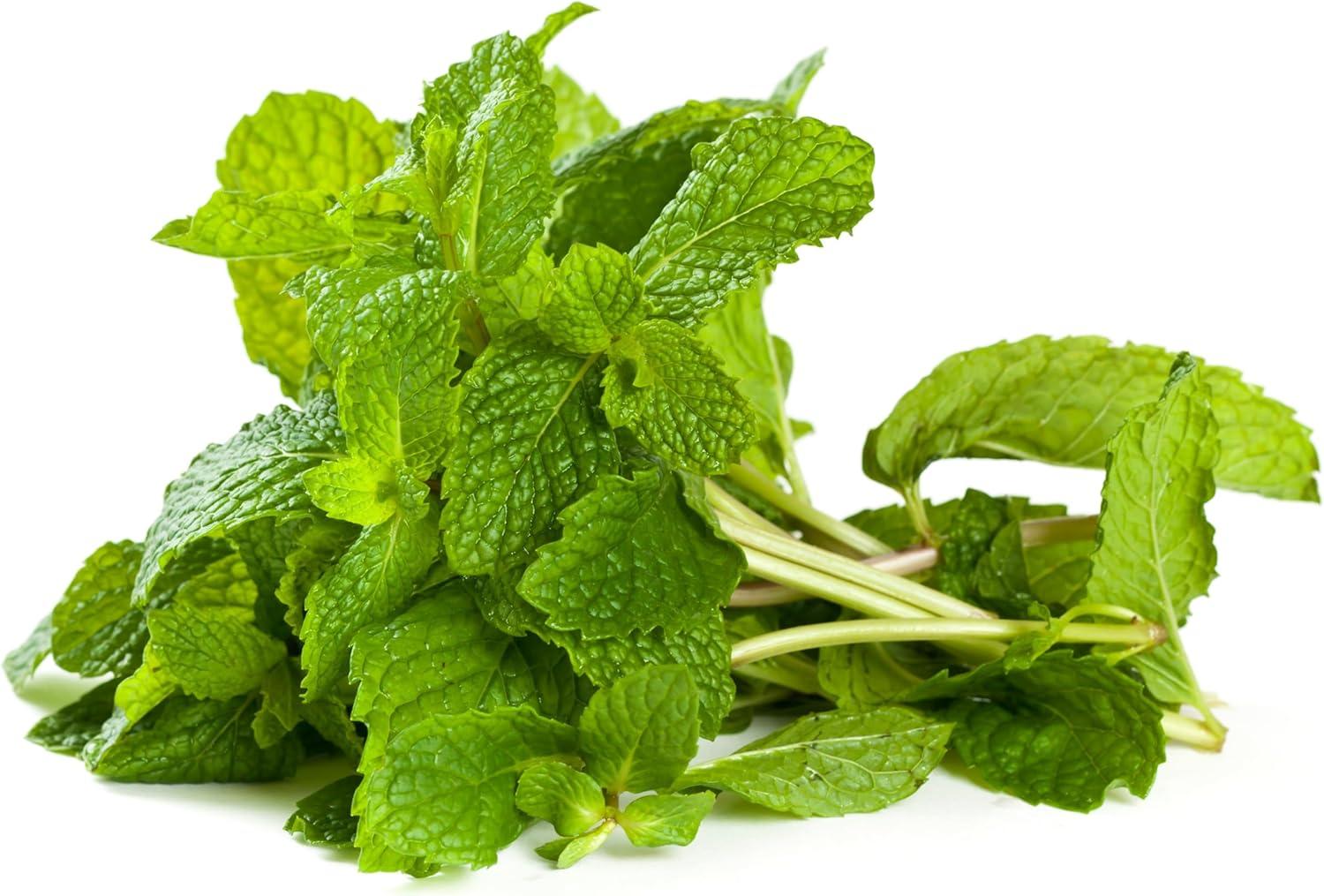 Fresh Mint (Pudina) Leaves - 1.5-2oz - Rani Brand Authentic Indian Products
