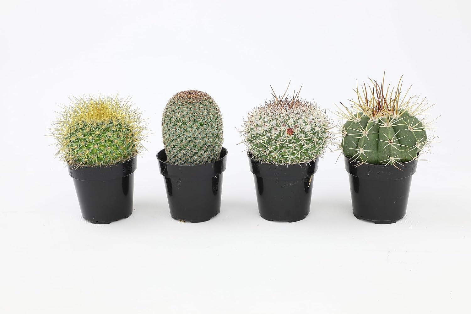 Altman Plants Live Cactus Plants 4-Pack - Succulent Plant - Full Sun - Live Plants - 2.5-Inch Pots