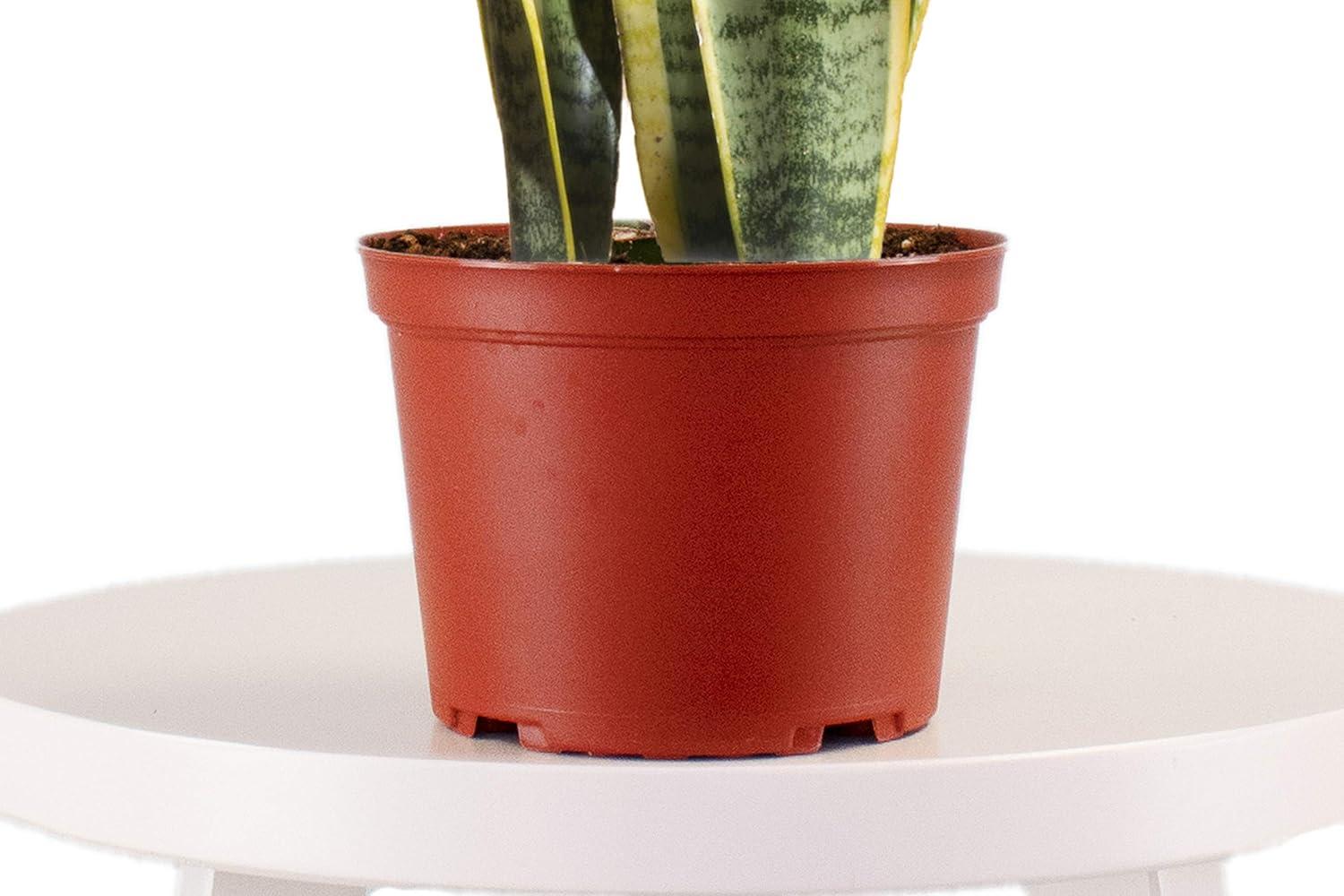 Sansevieria Laurentii 'Snake Plant' House Plant in 6" Grow Pot