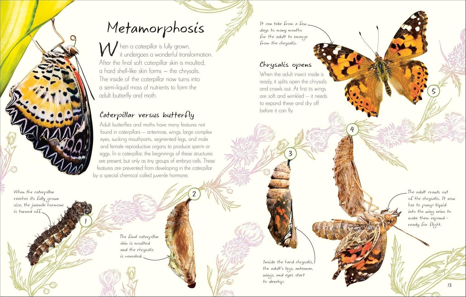 An Anthology of Butterflies and Moths - (DK Little Anthologies) by  DK (Hardcover)