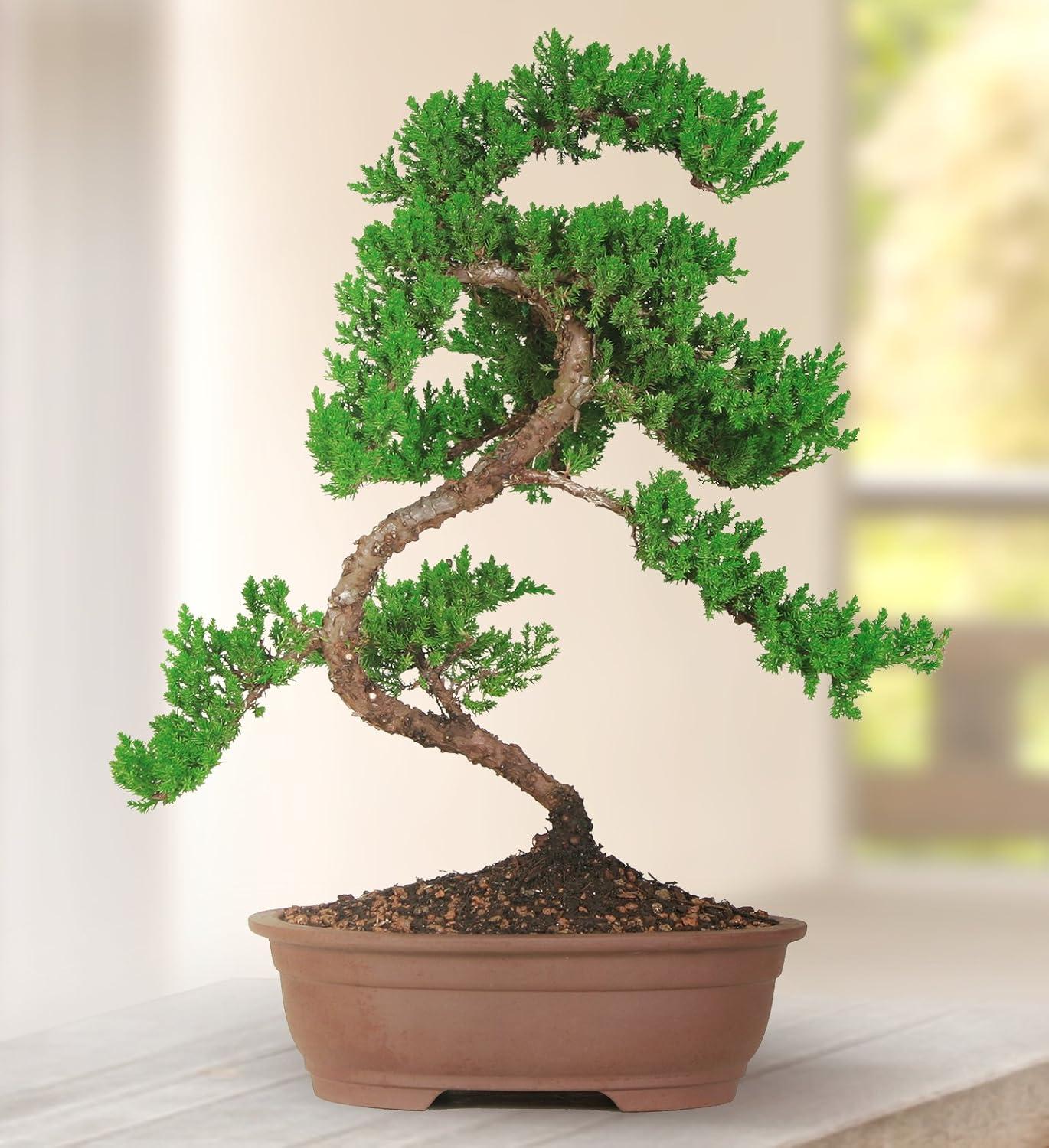 Brussel's Green Mound Juniper Bonsai - Large - (Outdoor)