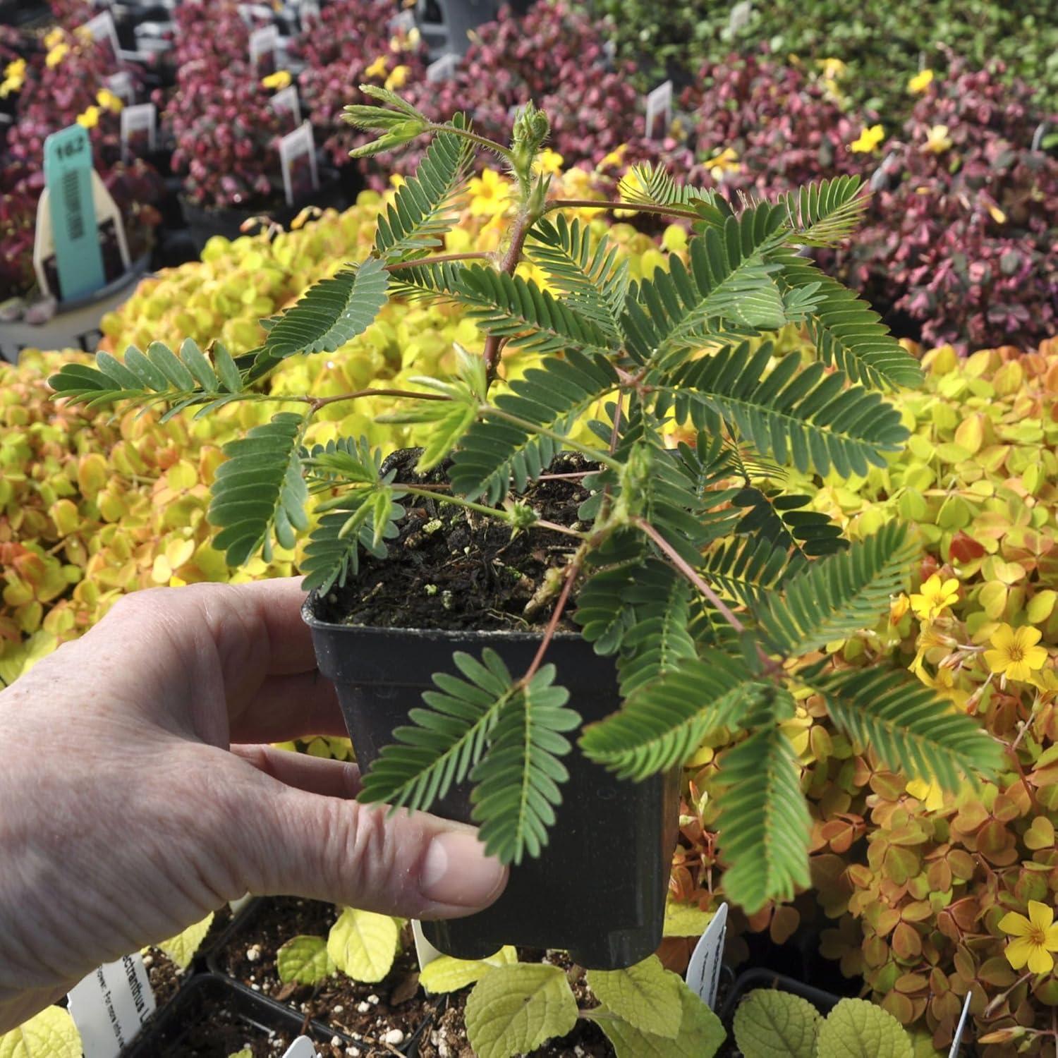 Mimosa Pudica, Sensitive Plant - Pot Size: 3" (2.6x3.5") - Flowering Plants, Houseplants
