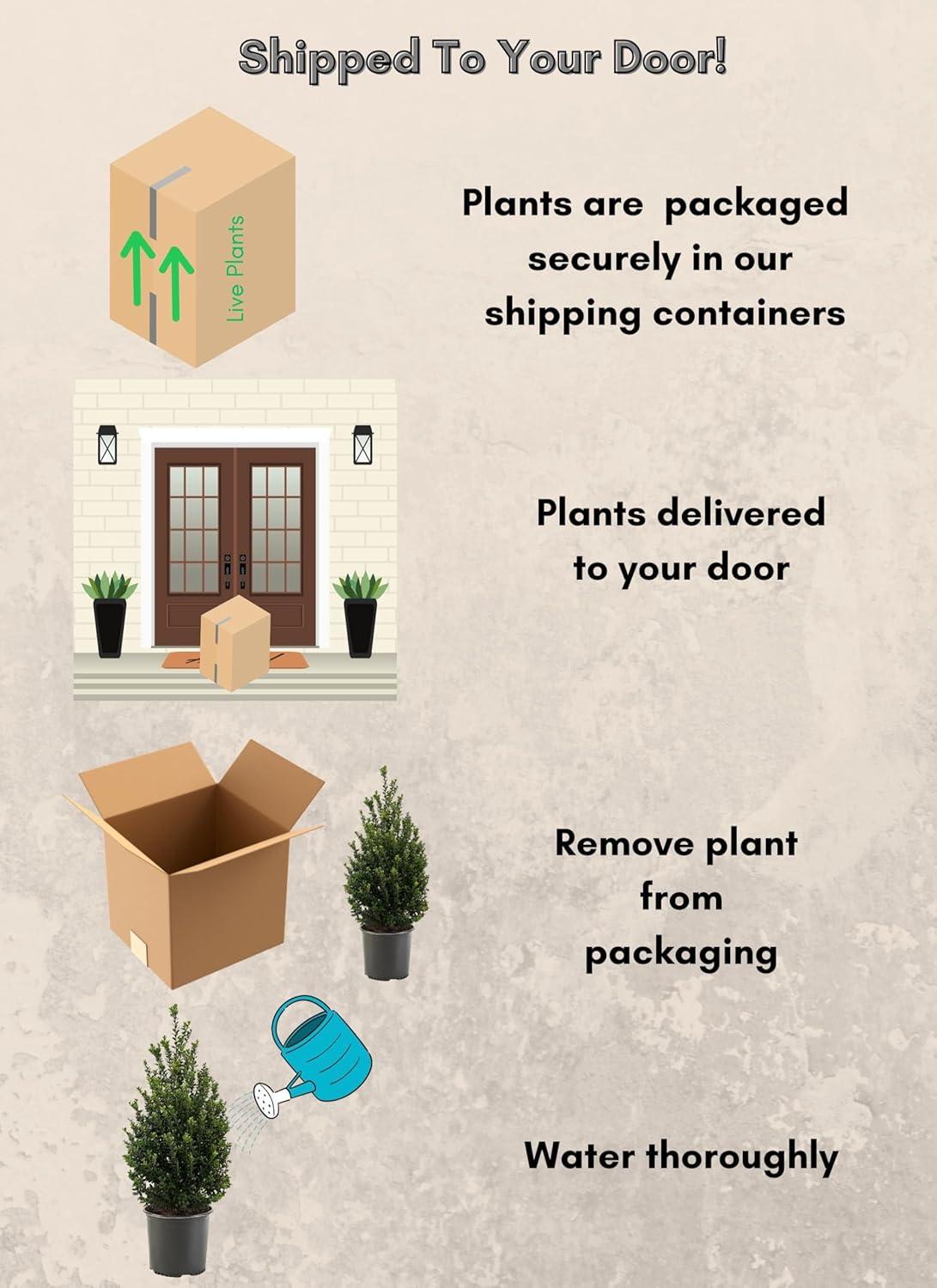 Expert Gardener 3 Gallon Holly Steeds Upright Japanese (Ilex) Live Shrub