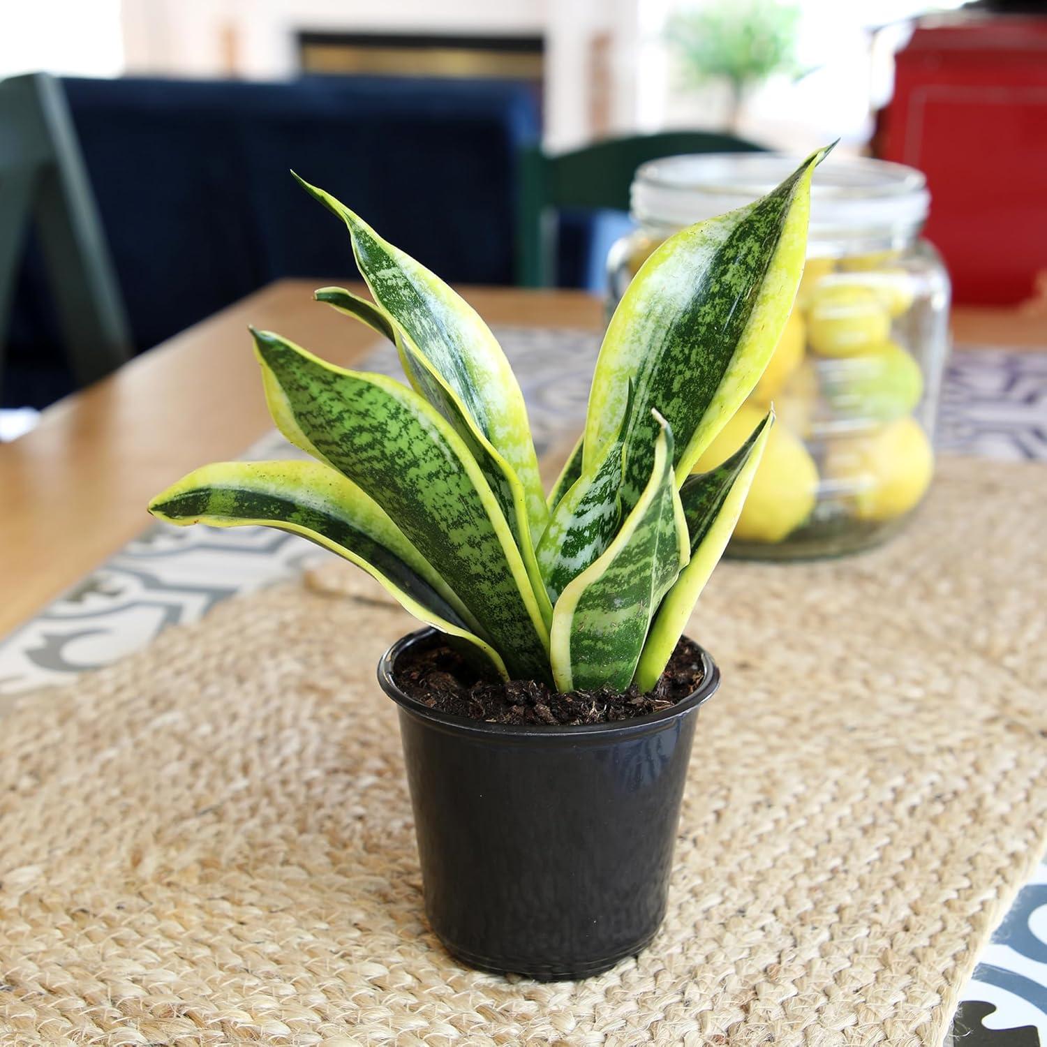 Sansevieria Superba Indoor Succulent with Yellow Edged Leaves