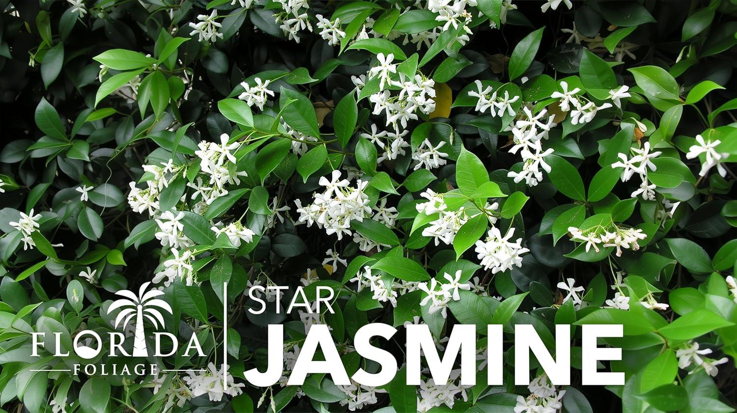 Star Confederate Jasmine | 3 Live Plants | Trachelospermum jasminoides | Flowering Vine Plants | Evergreen Ground Cover for Landscaping