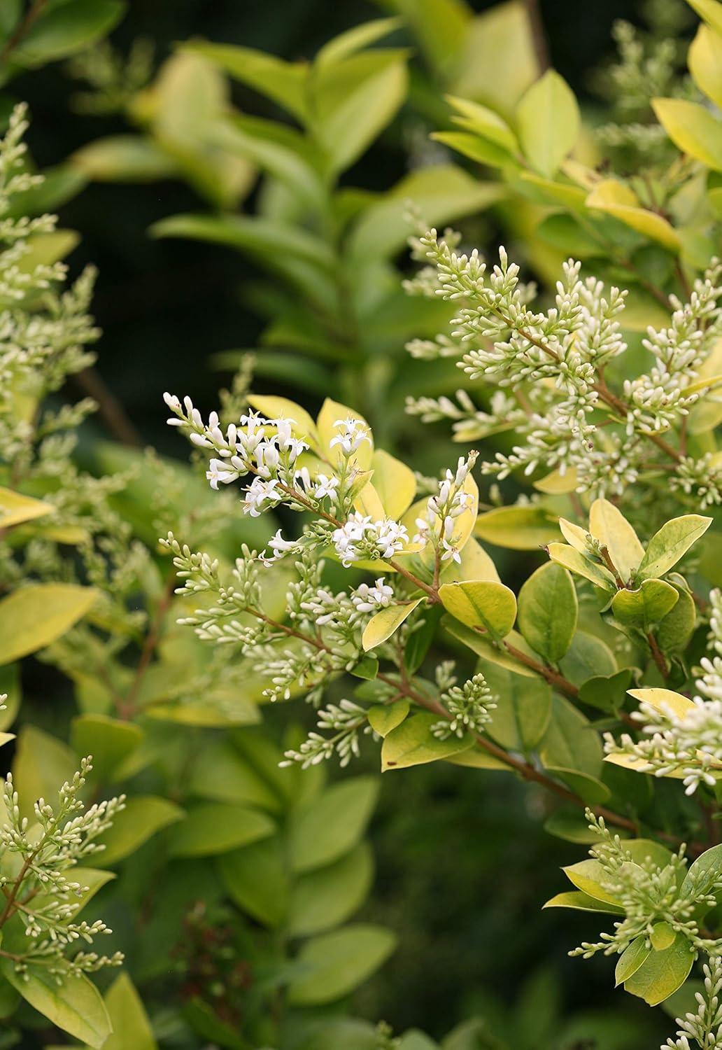 Golden Ticket Privet Shrub with White Flowers and Yellow Foliage, 1 Gallon