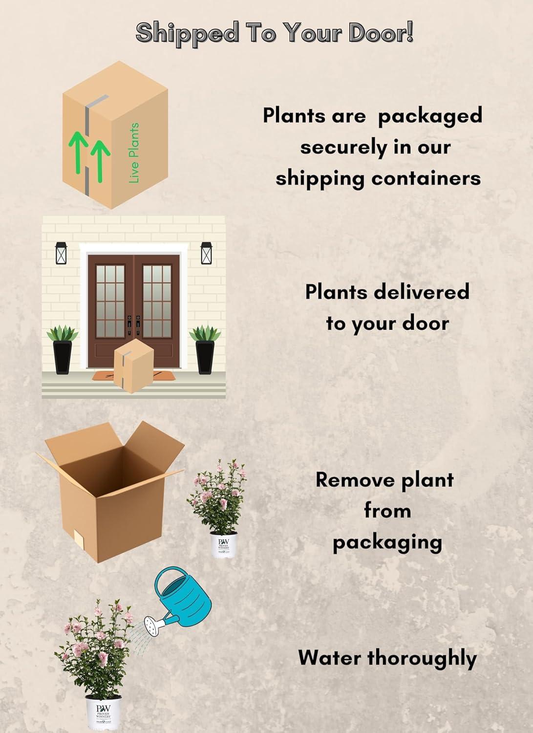 2 Gallon Proven Winners Hibiscus Sugar Tip Shrub