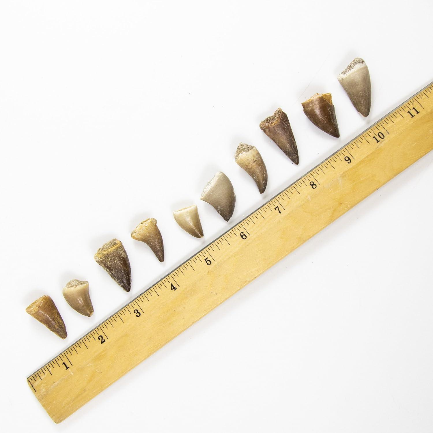 Museum Quality Mosasaurus Teeth - Genuine Mosasaur Dinosaur Tooth from The Late Cretaceous Period - A-Grade Dinosaur Fossils (Set of 10)