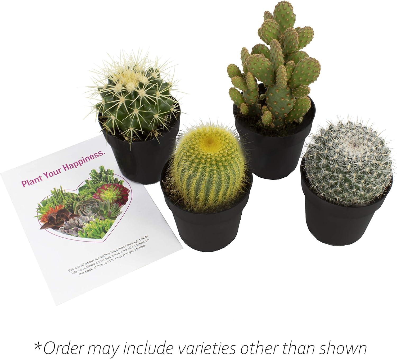 Altman Plants Live Cactus Plants 4-Pack - Succulent Plant - Full Sun - Live Plants - 2.5-Inch Pots