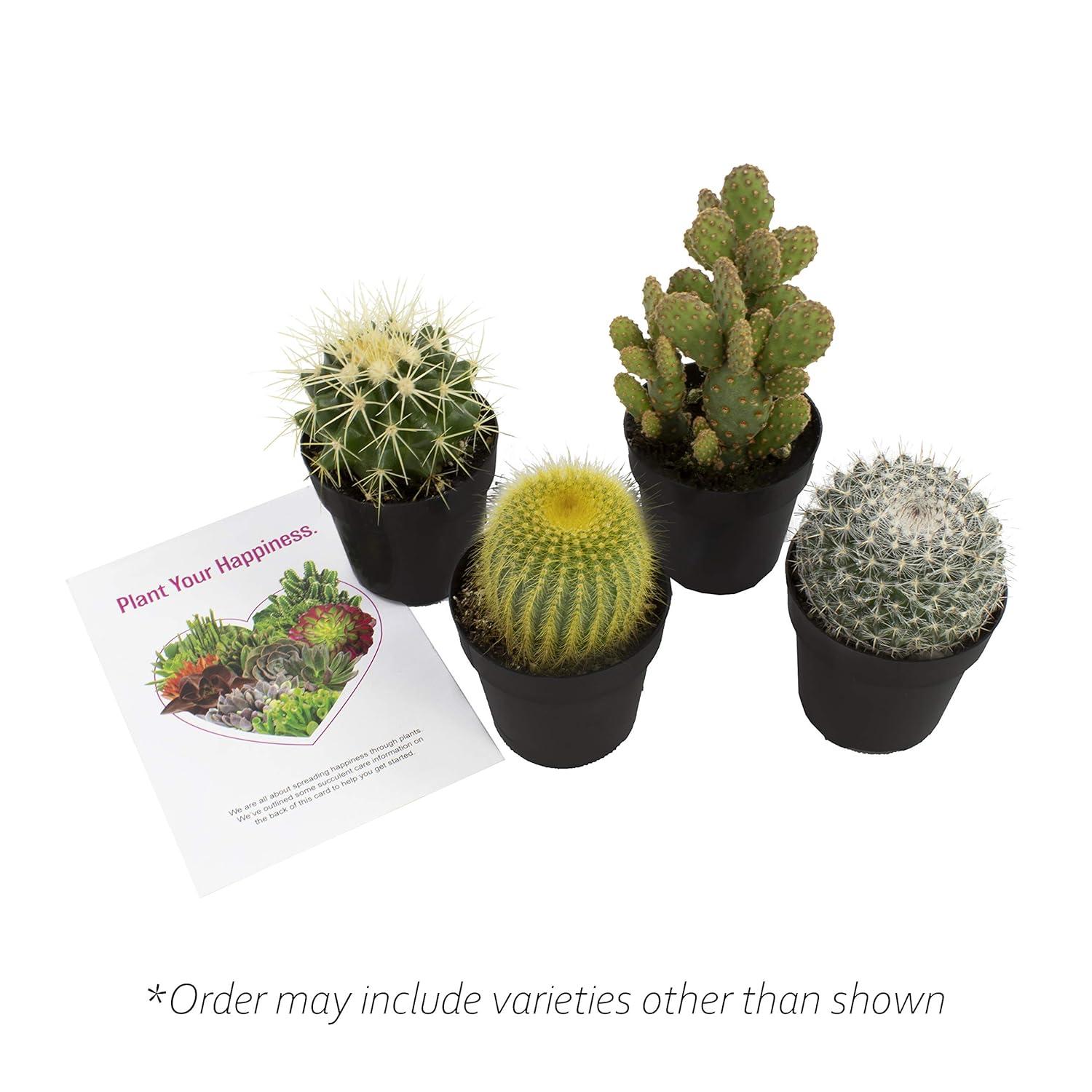 Altman Plants Live Cactus Plants 4-Pack - Succulent Plant - Full Sun - Live Plants - 2.5-Inch Pots