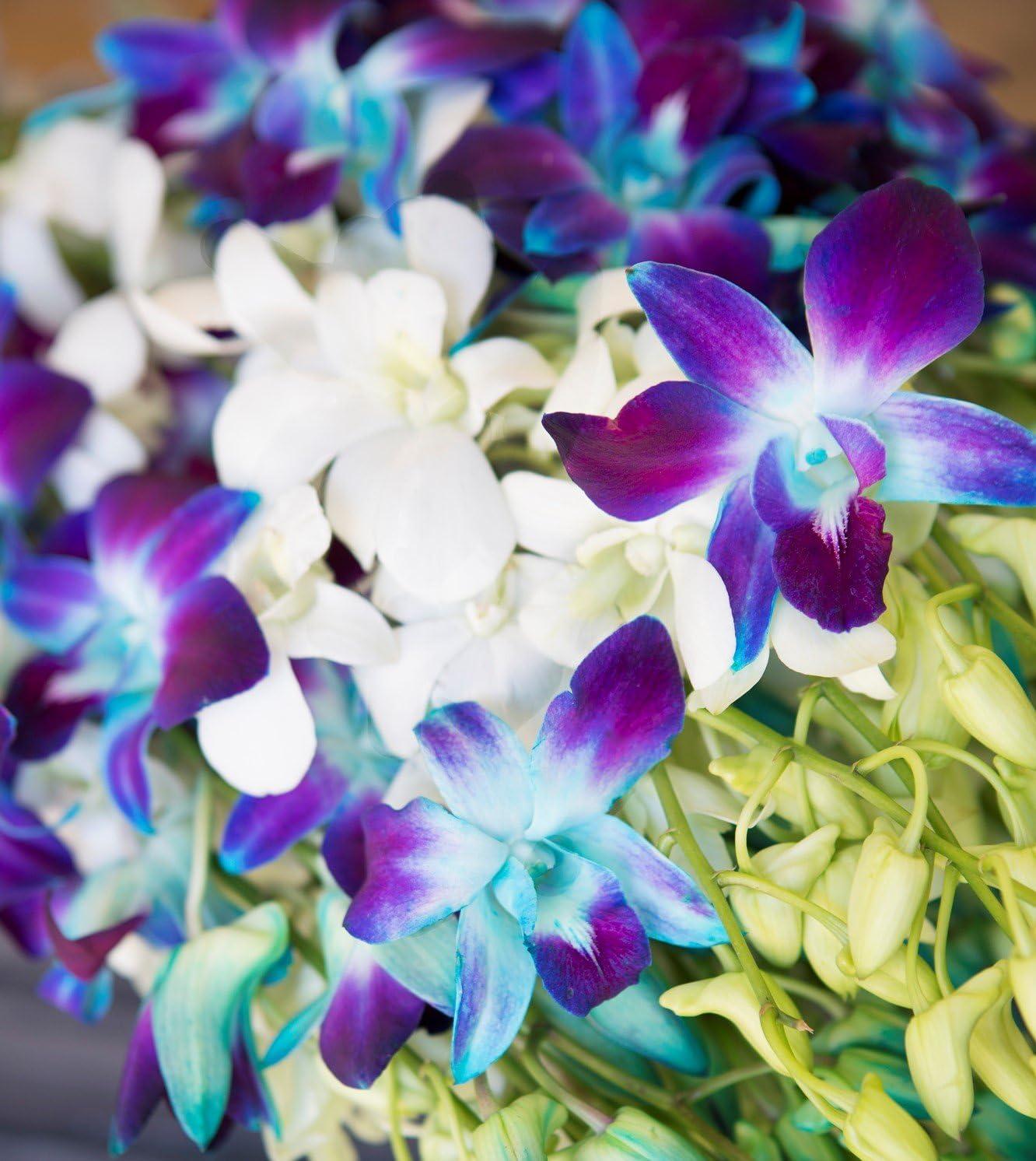 KaBloom : 40 Blue-white Dendrobium Orchids Next-Day Delivery, Gift for Every Occasion.