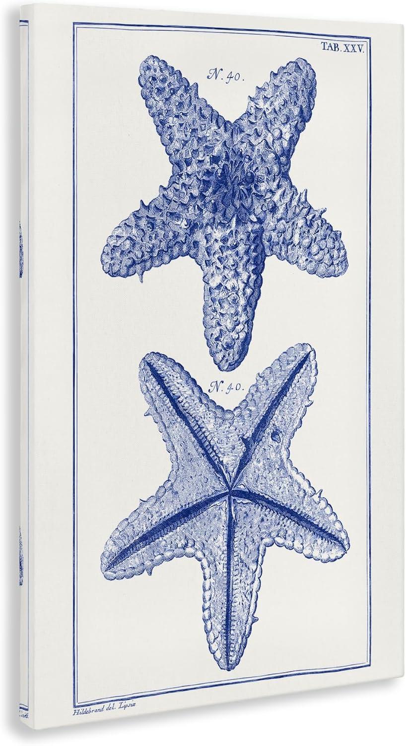 Stupell Industries Blue Starfish Studies, 20" x 30"