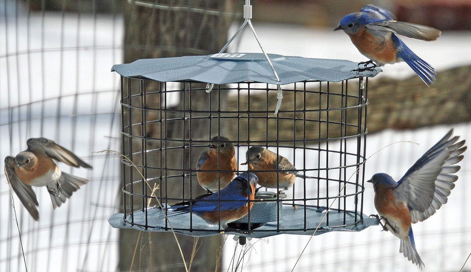 Blue Glass and Metal Squirrel Resistant Hanging Bird Feeder