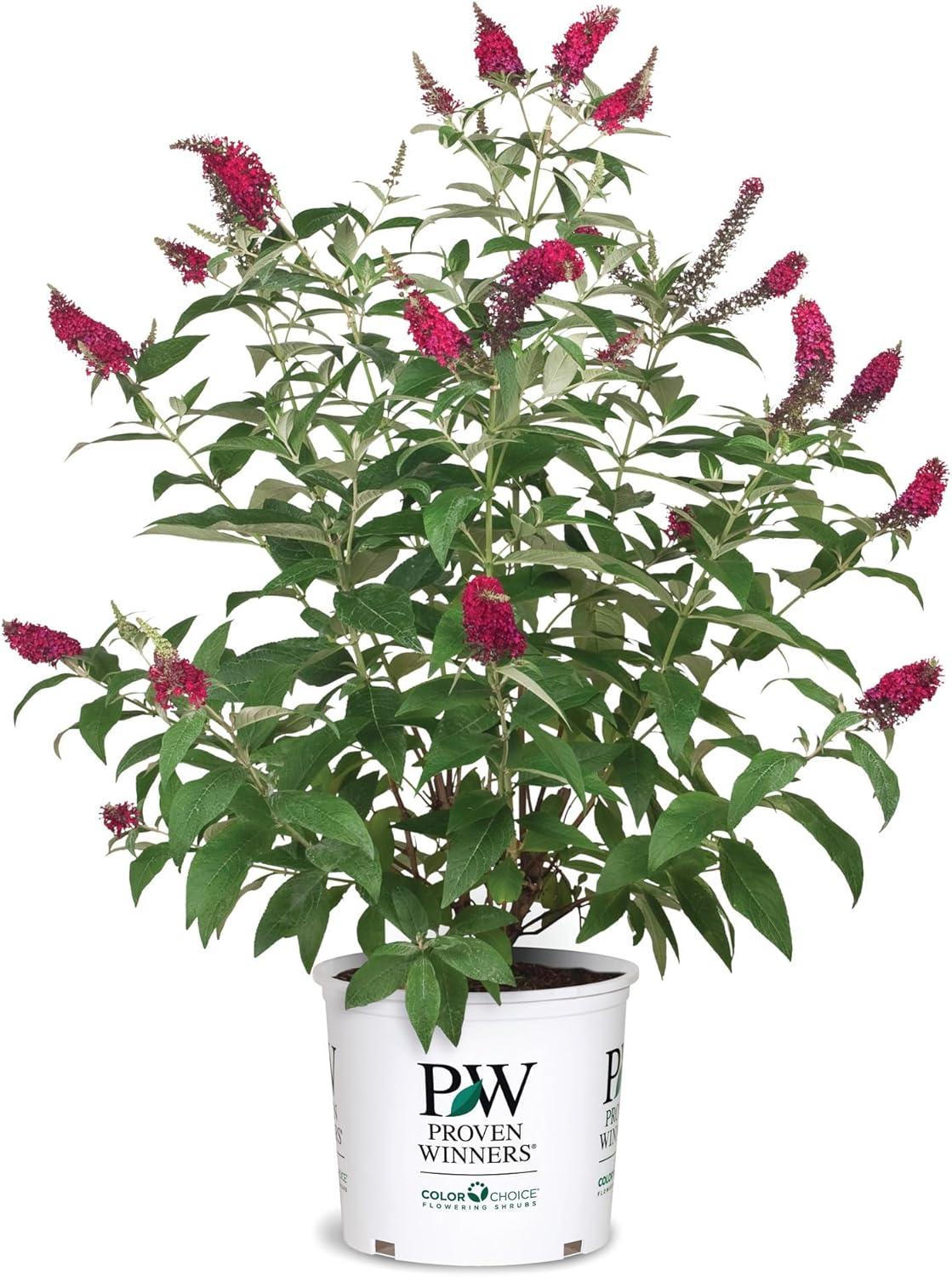 Miss Molly Pink and Red Butterfly Bush in 2-Gallon Container