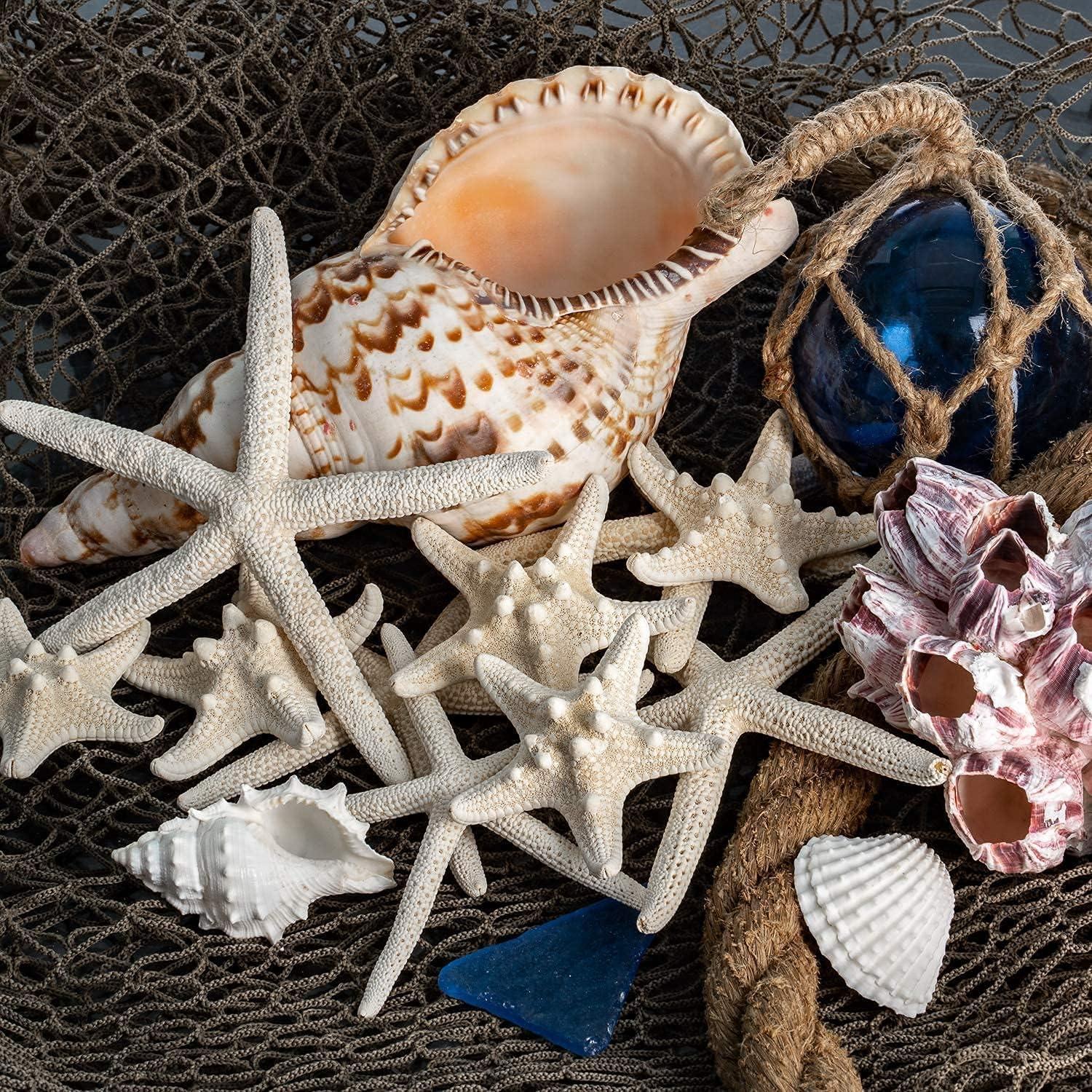 Natural White Knobby and Finger Starfish Coastal Decor Set