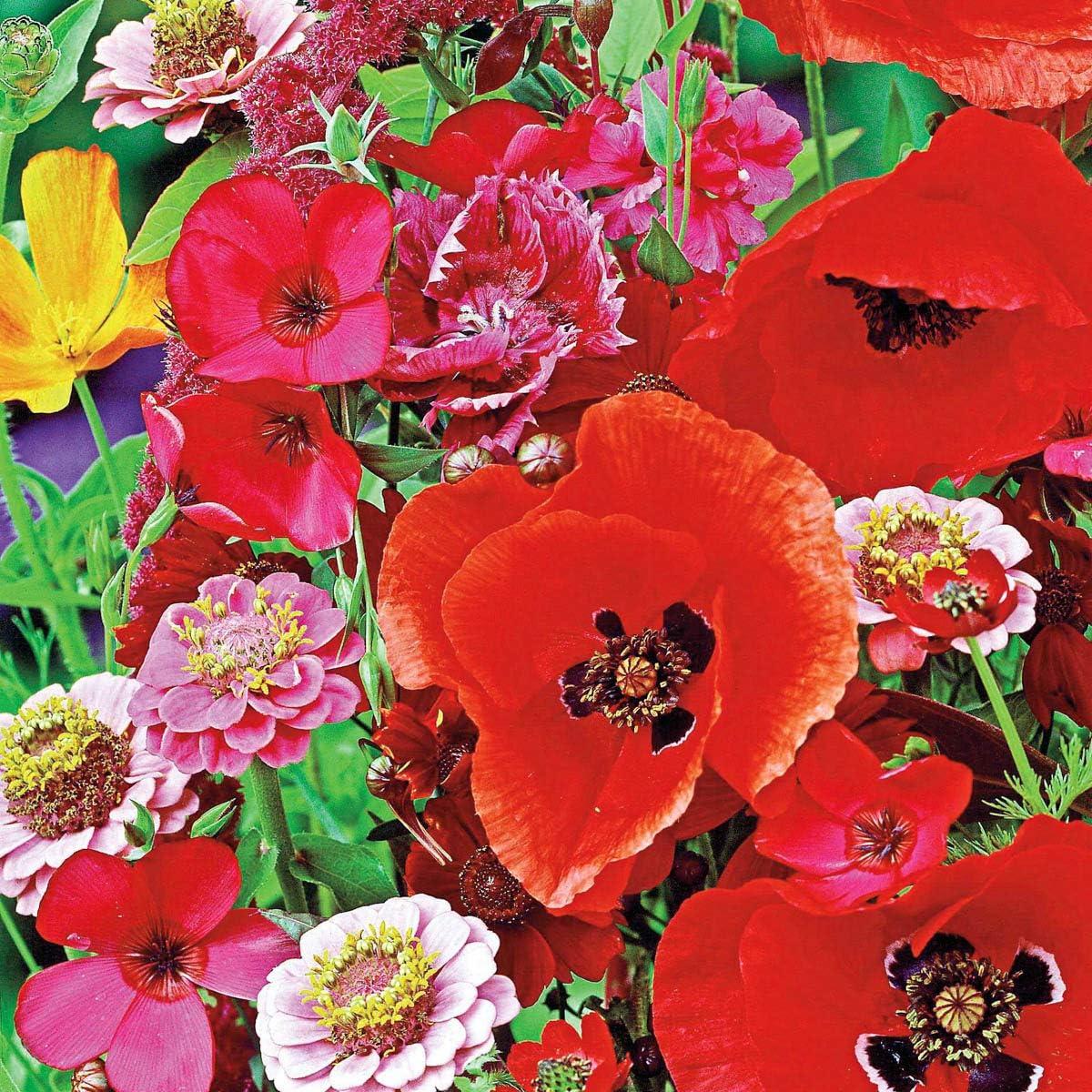 Gurney's 300 Plant Seeds, Vibrant pink and Annual Seeds