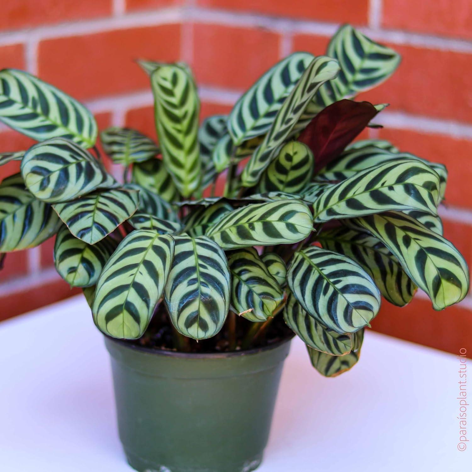 Calathea Burle Marxii Green and Burgundy Indoor Plant in 4-Inch Pot