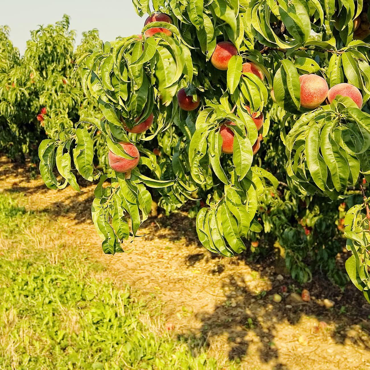 Belle of Georgia White Peach Tree 4-5ft Tall with Large Fruit