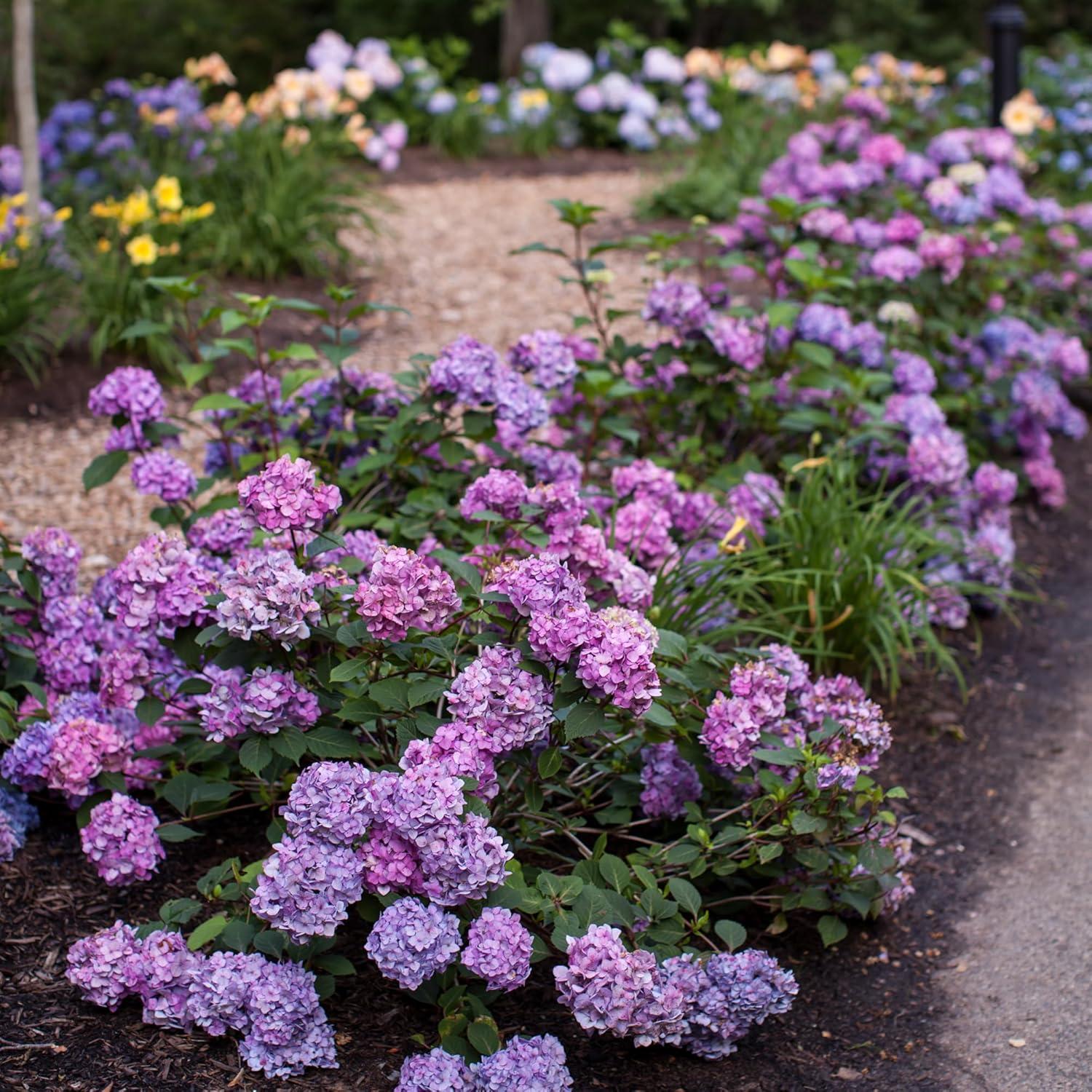 Endless Summer Bloomstruck Hydrangea Live Shrub (2 Gallon)