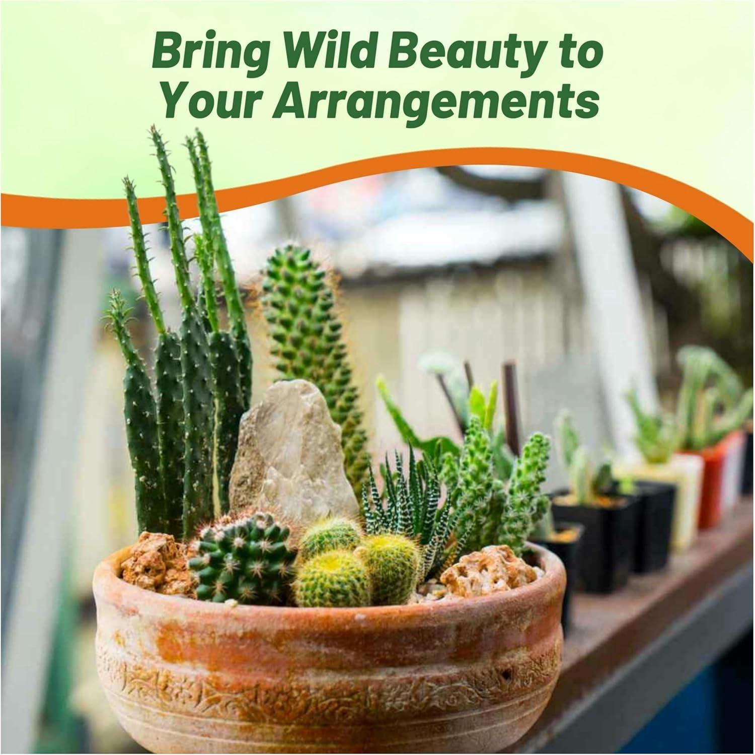 2000 Seeds Green and Brown Cactus Succulent Mix