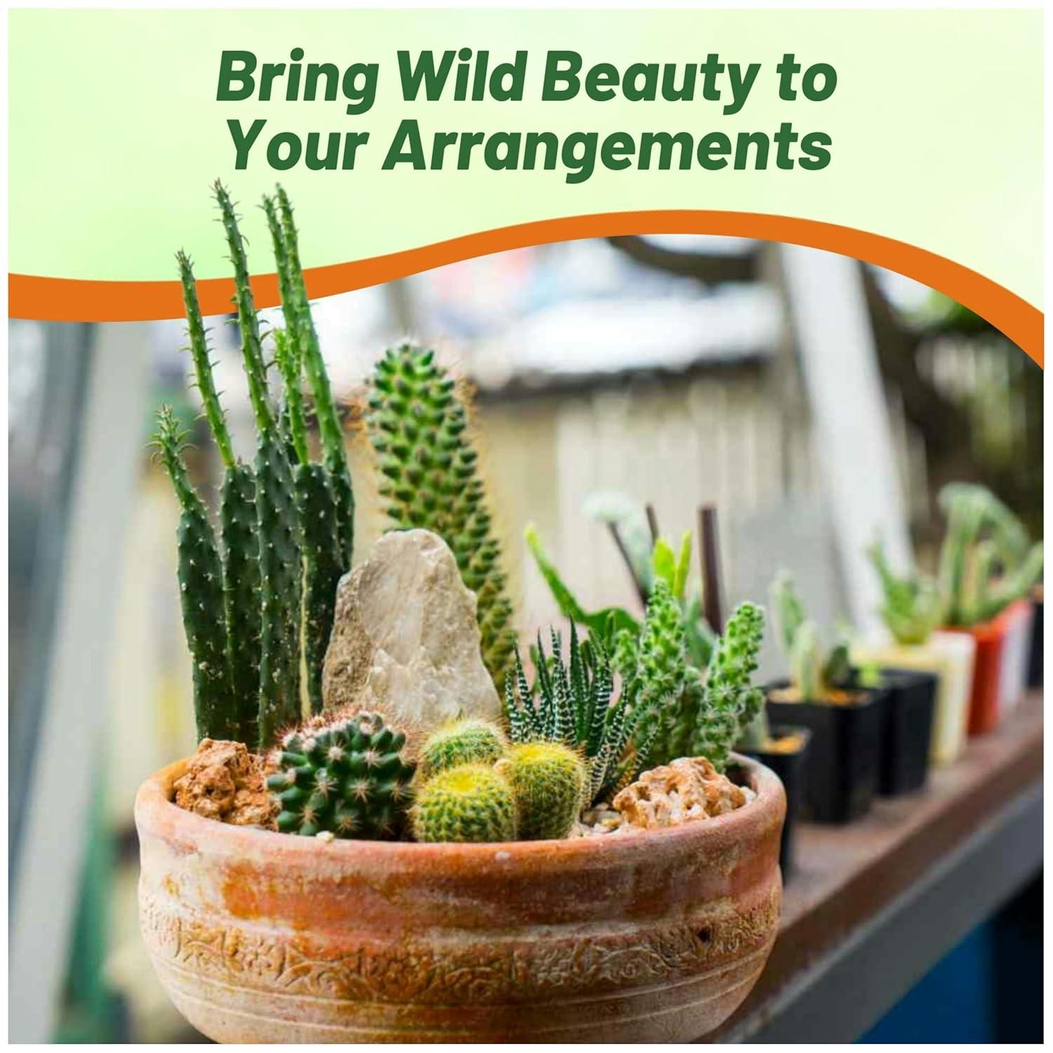 2000 Seeds Green and Brown Cactus Succulent Mix