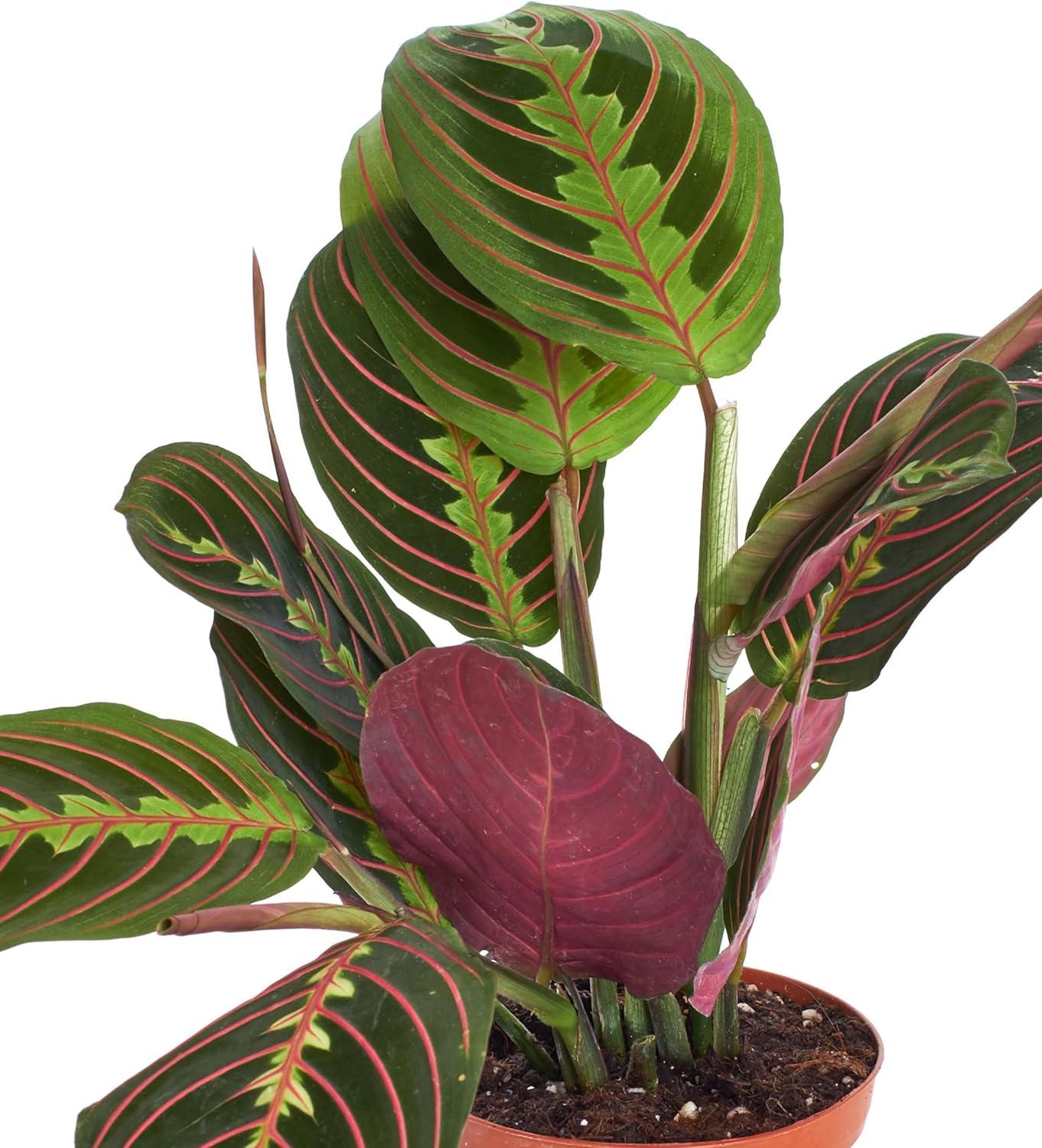 Large Maranta Red Prayer Plant in Brown Grower Pot