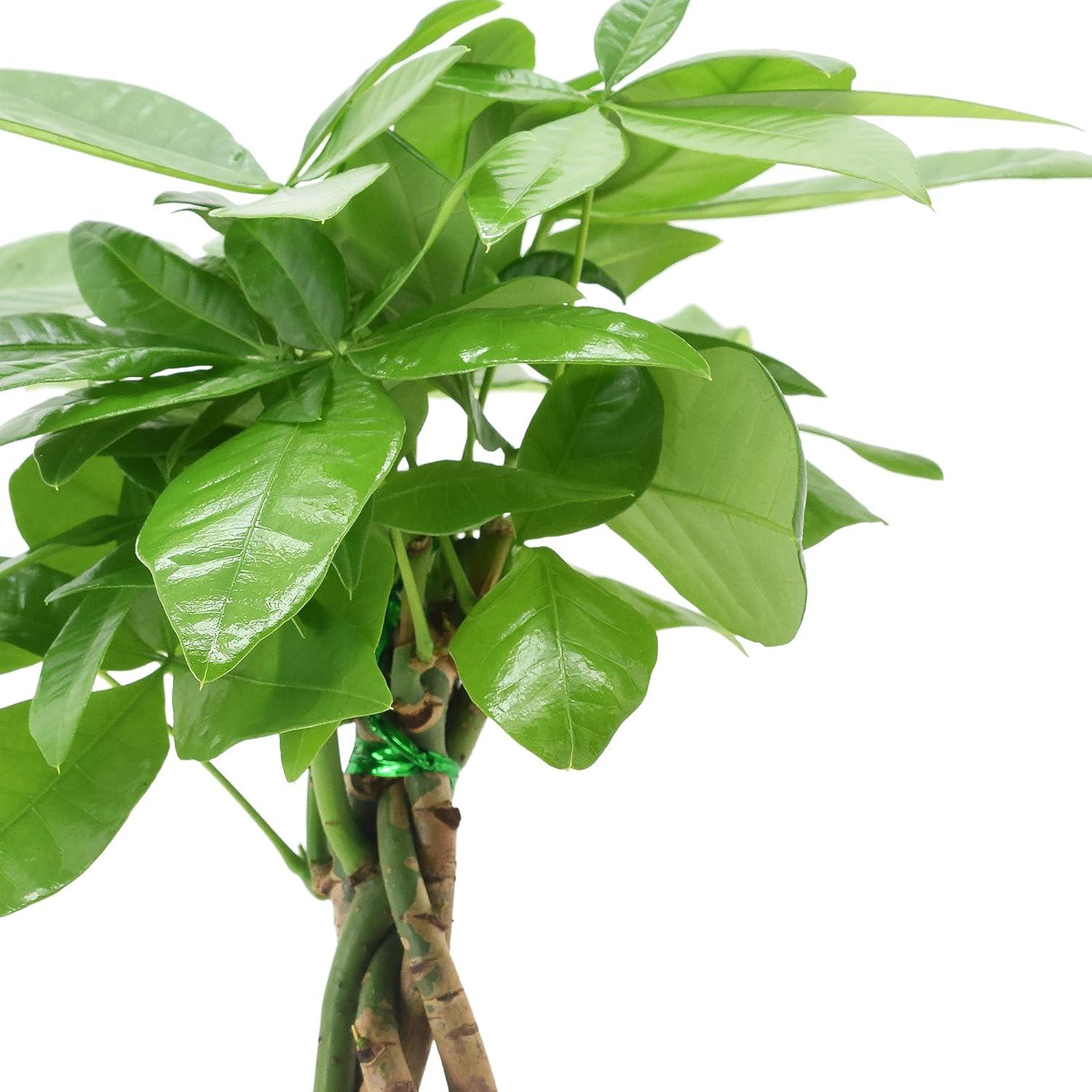 Arcadia Garden Products Live Money Tree (Pachira Aquatica) (Jade Plant) Plant in Ceramic Planter