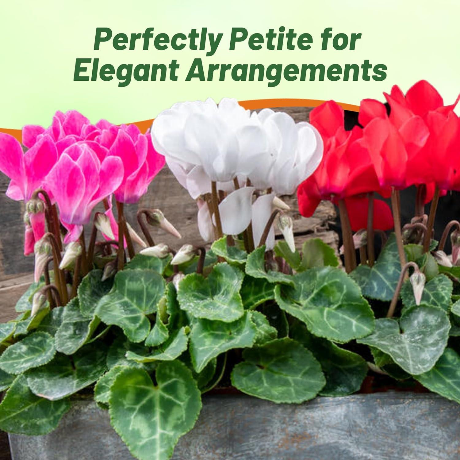 Outsidepride Annual Cyclamen Persicum for Partial Shade - 100 Seeds